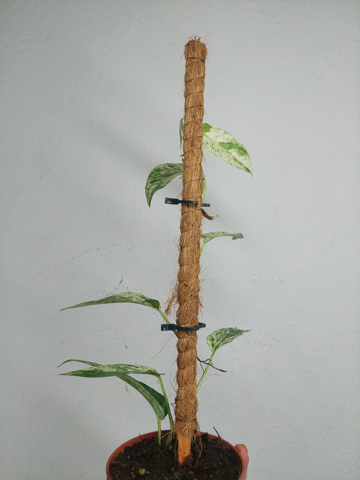 Epipremnum Cebu blue variegata