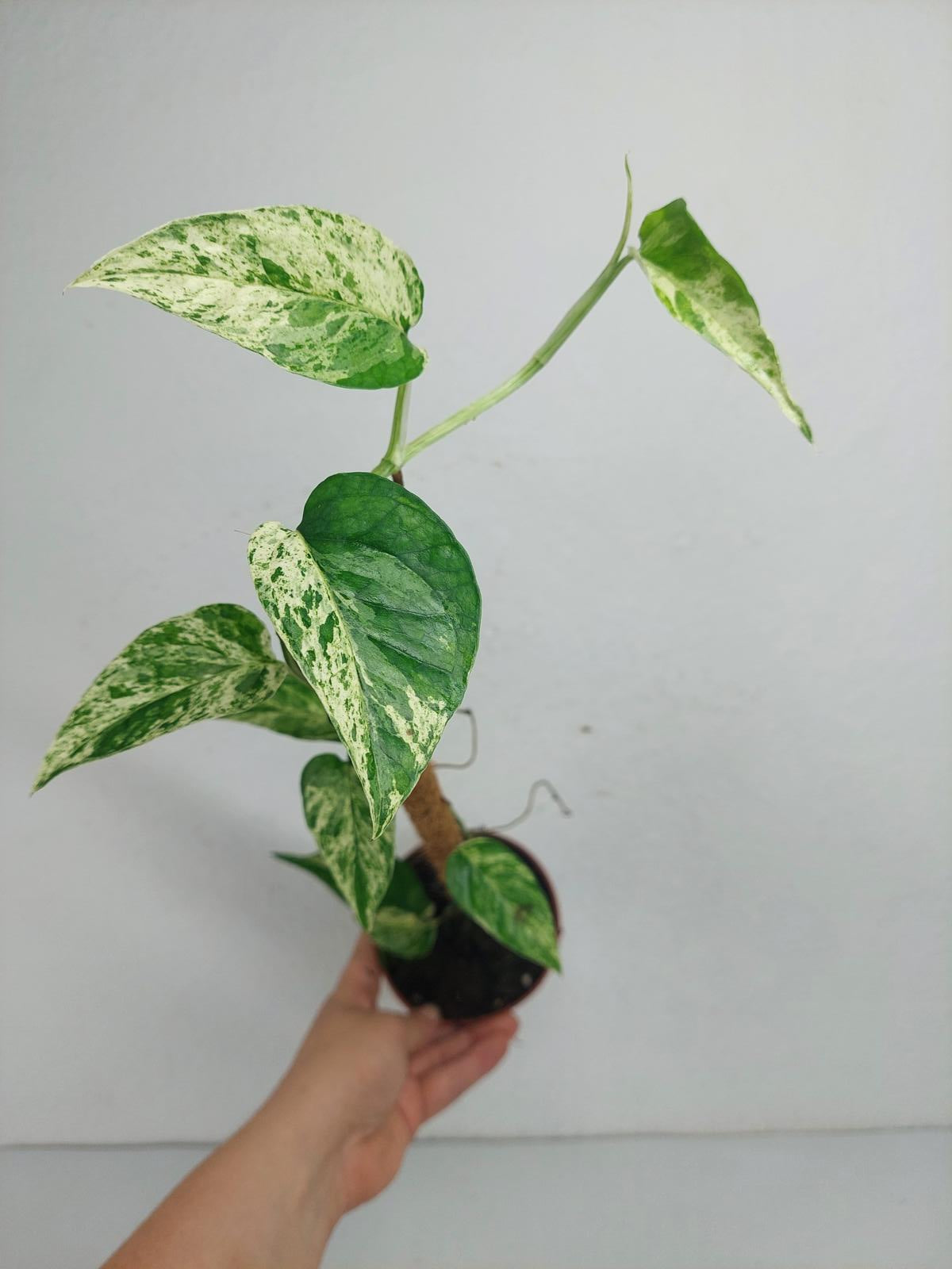 Epipremnum Cebu blue variegata