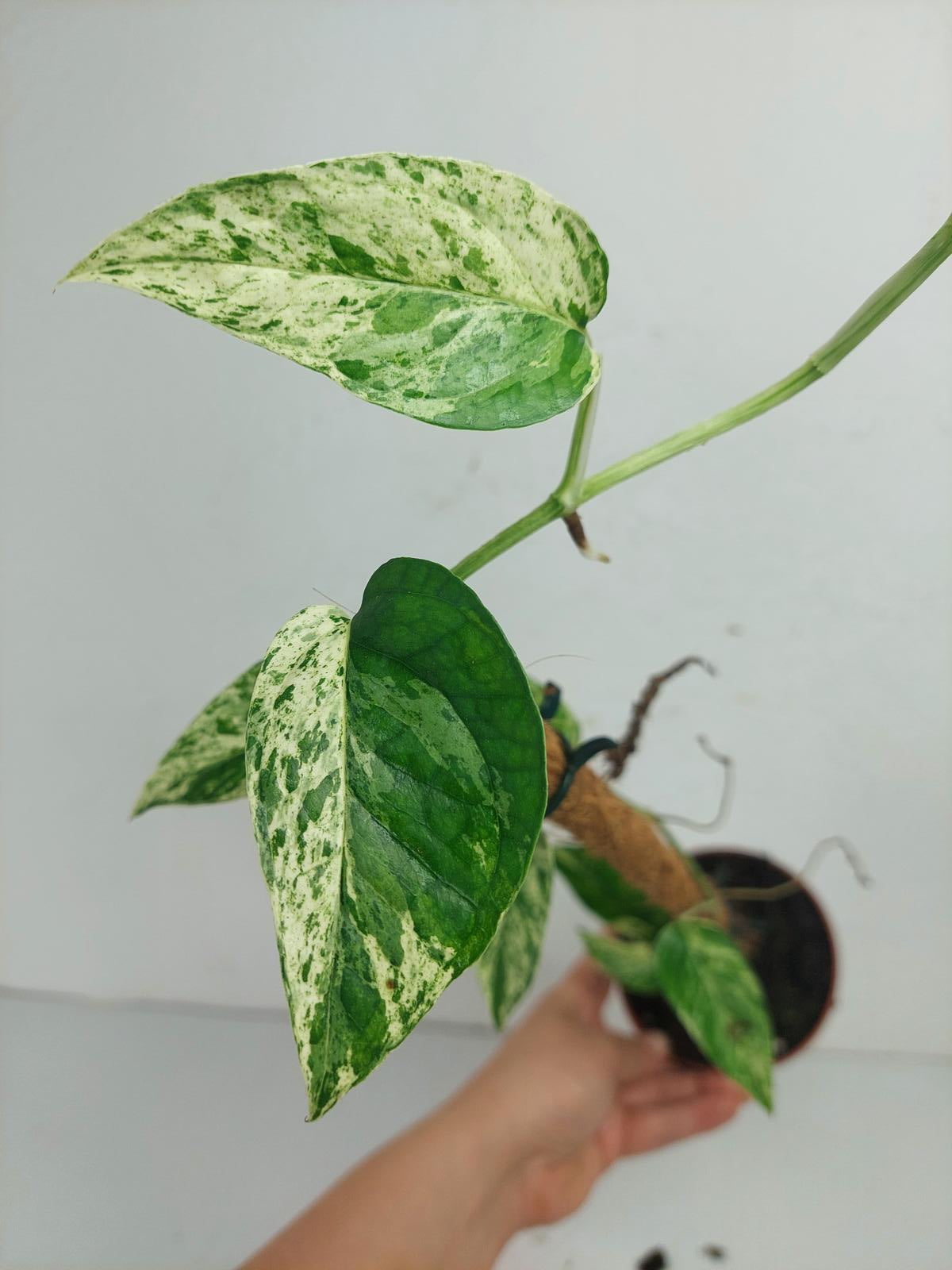 Epipremnum Cebu blue variegata
