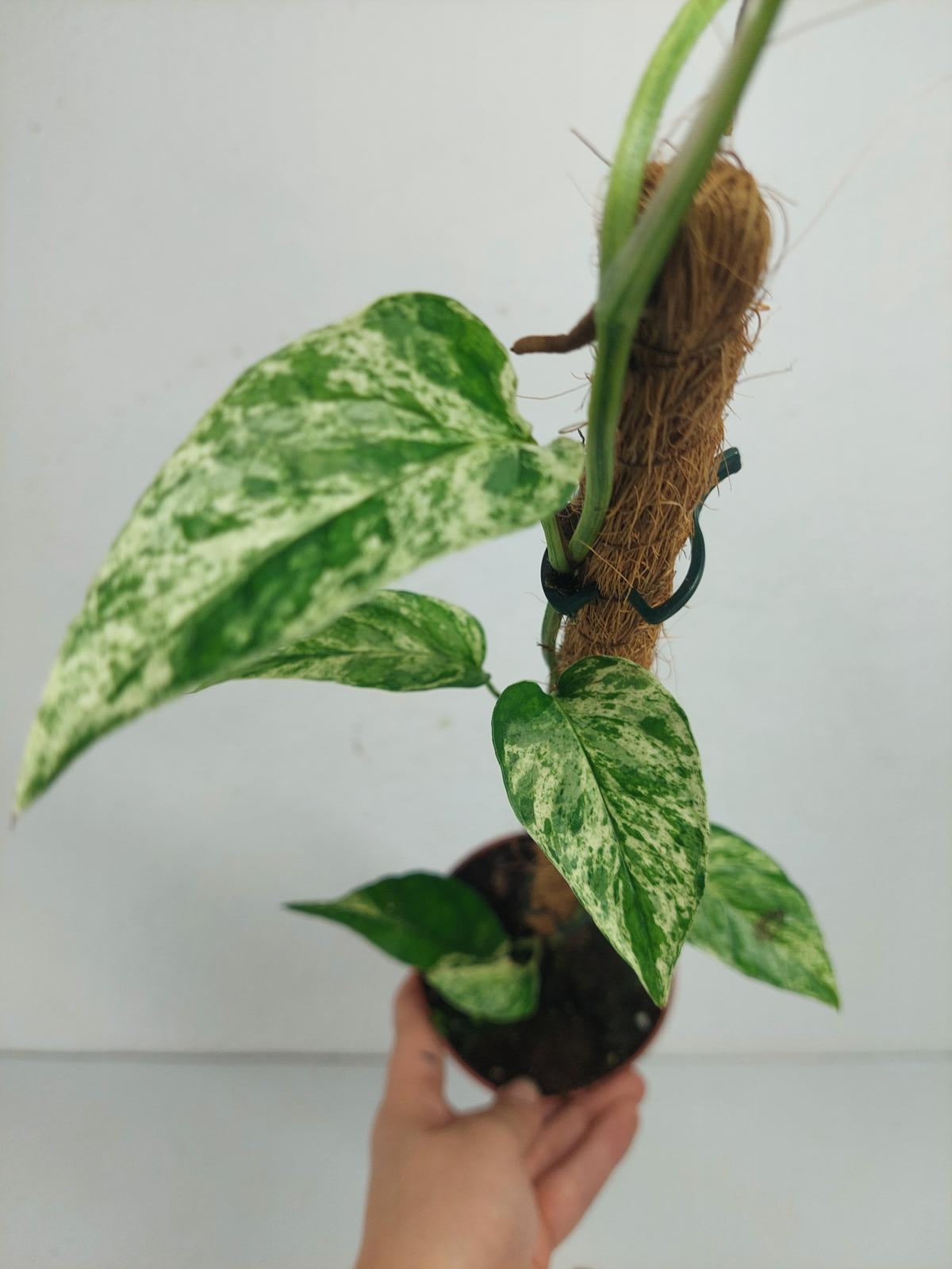 Epipremnum Cebu blue variegata
