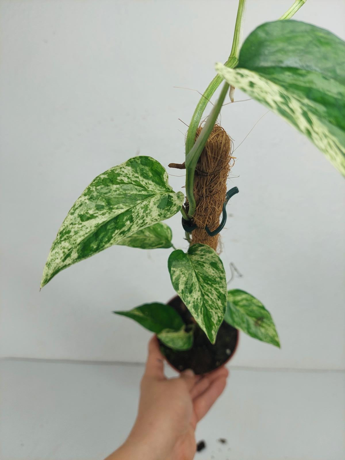 Epipremnum Cebu blue variegata