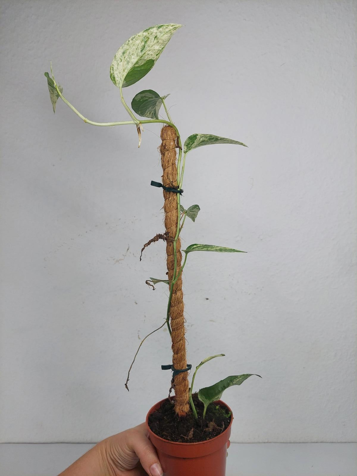 Epipremnum Cebu blue variegata