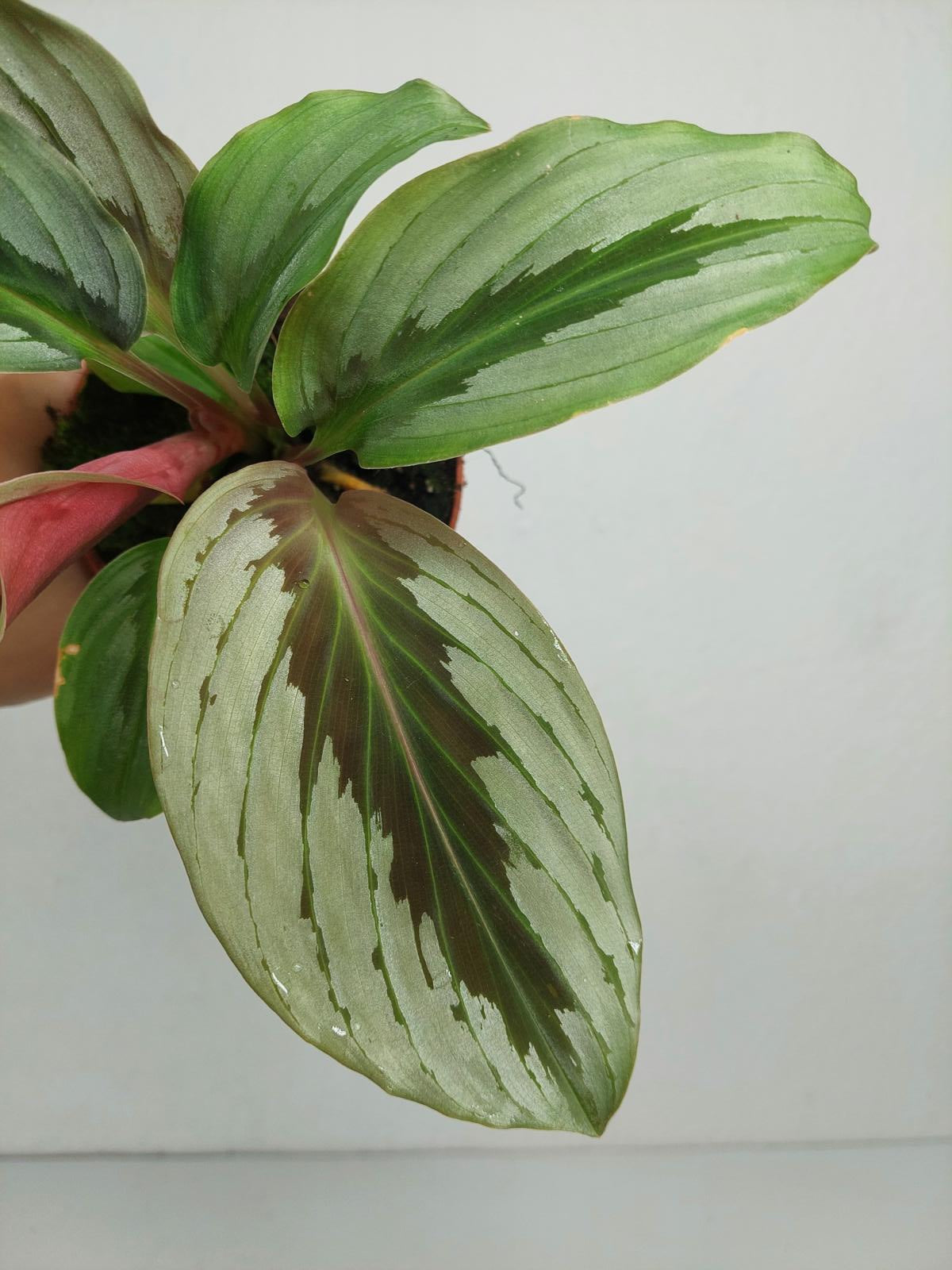 Kaempferia Aurantifolia Jungle