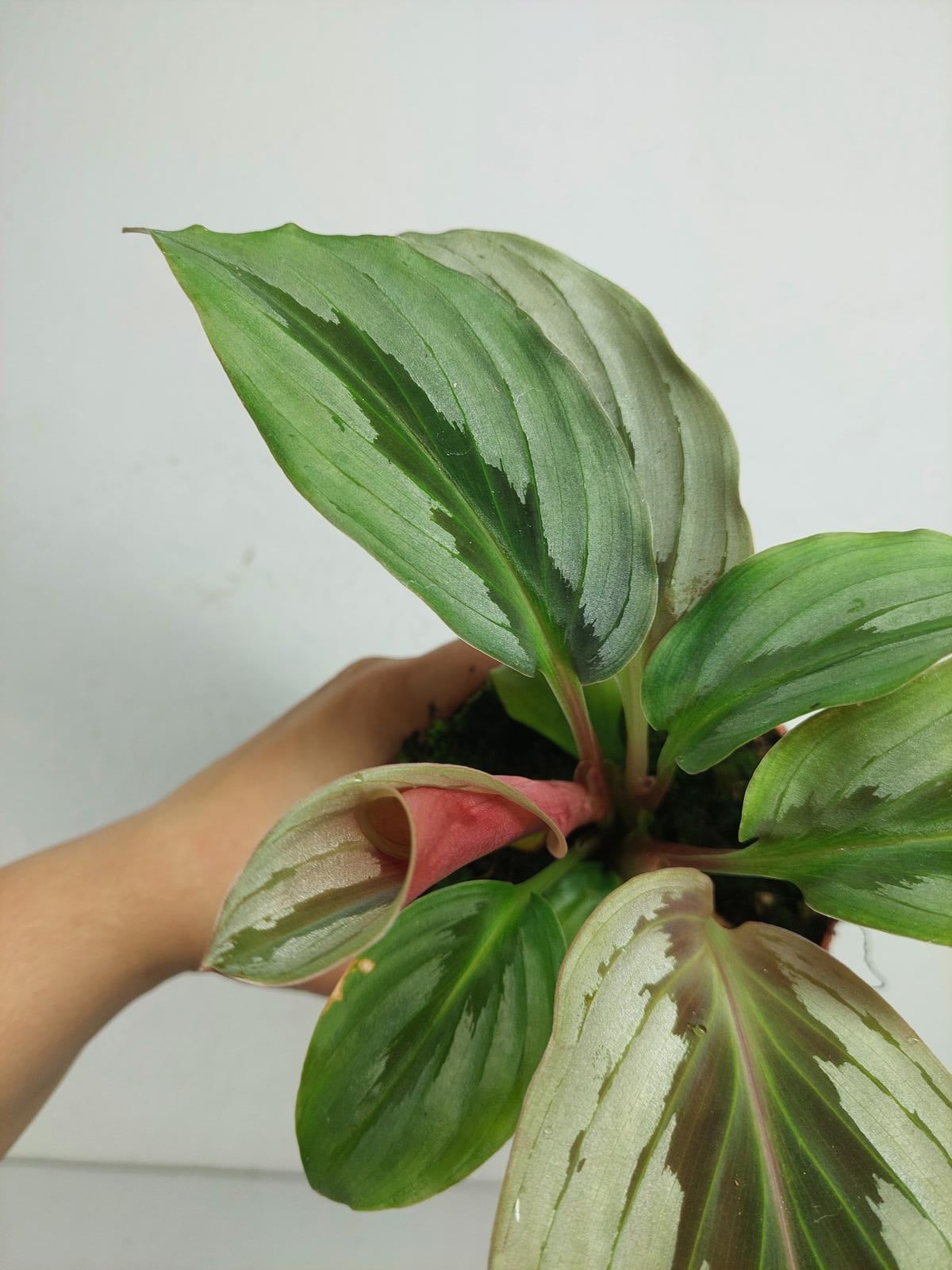 Kaempferia Aurantifolia Jungle