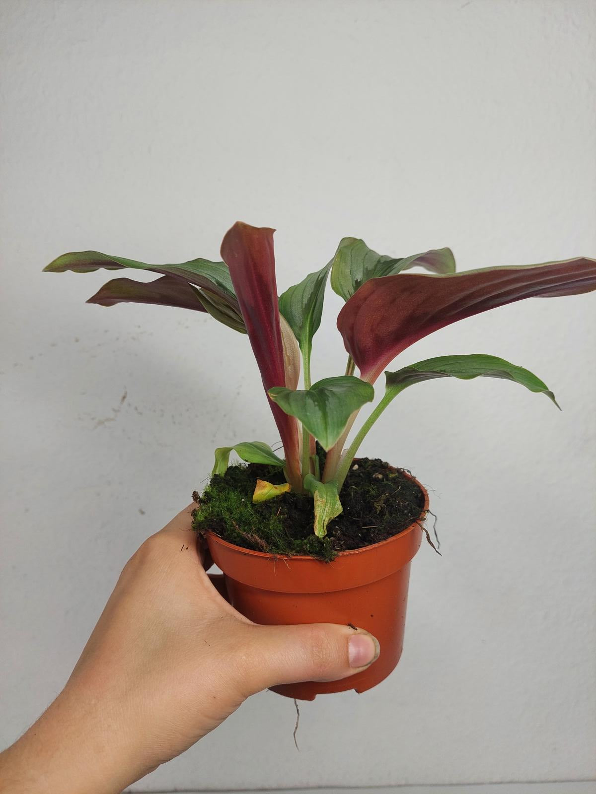 Kaempferia Aurantifolia Jungle