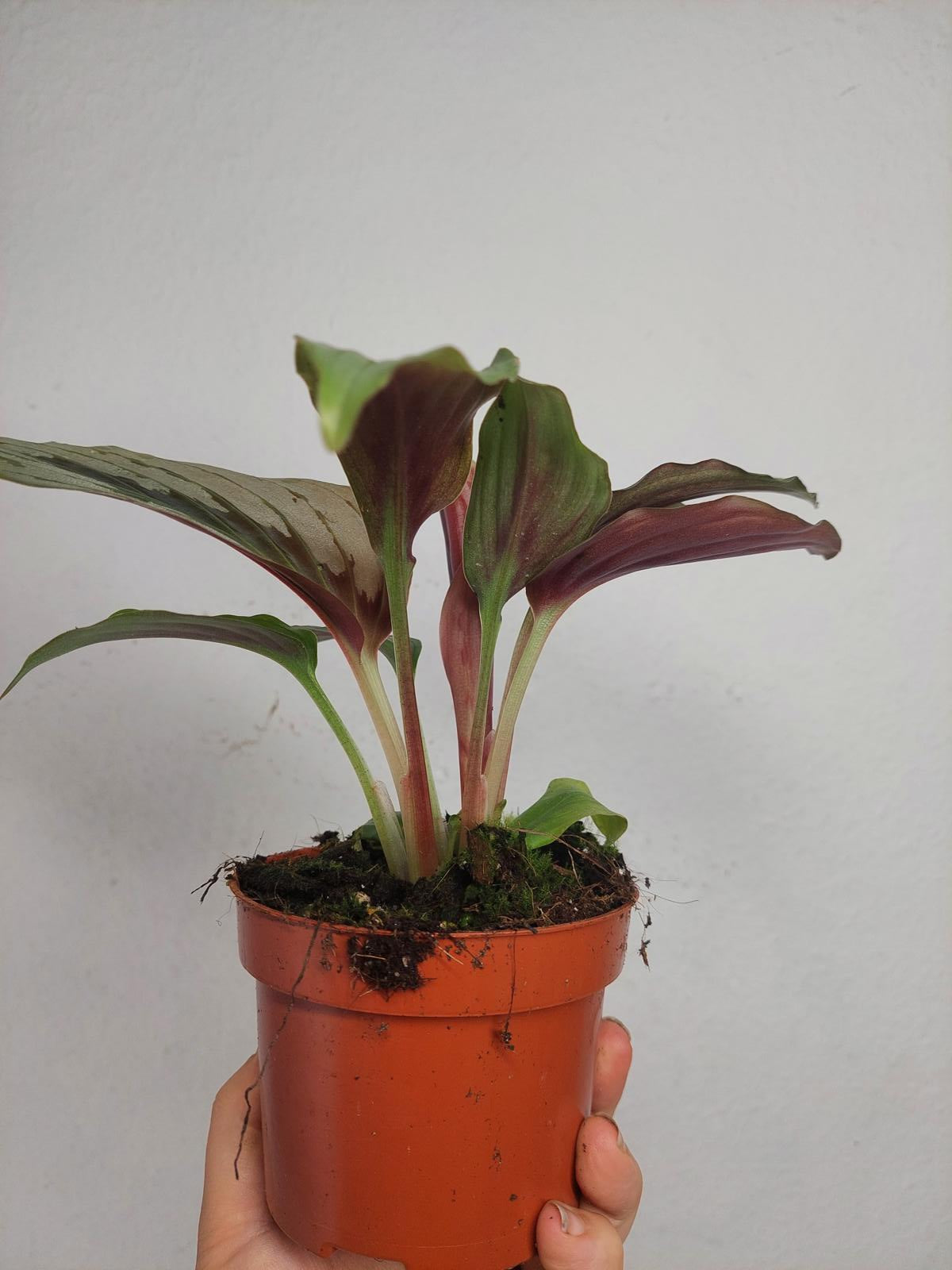 Kaempferia Aurantifolia Jungle