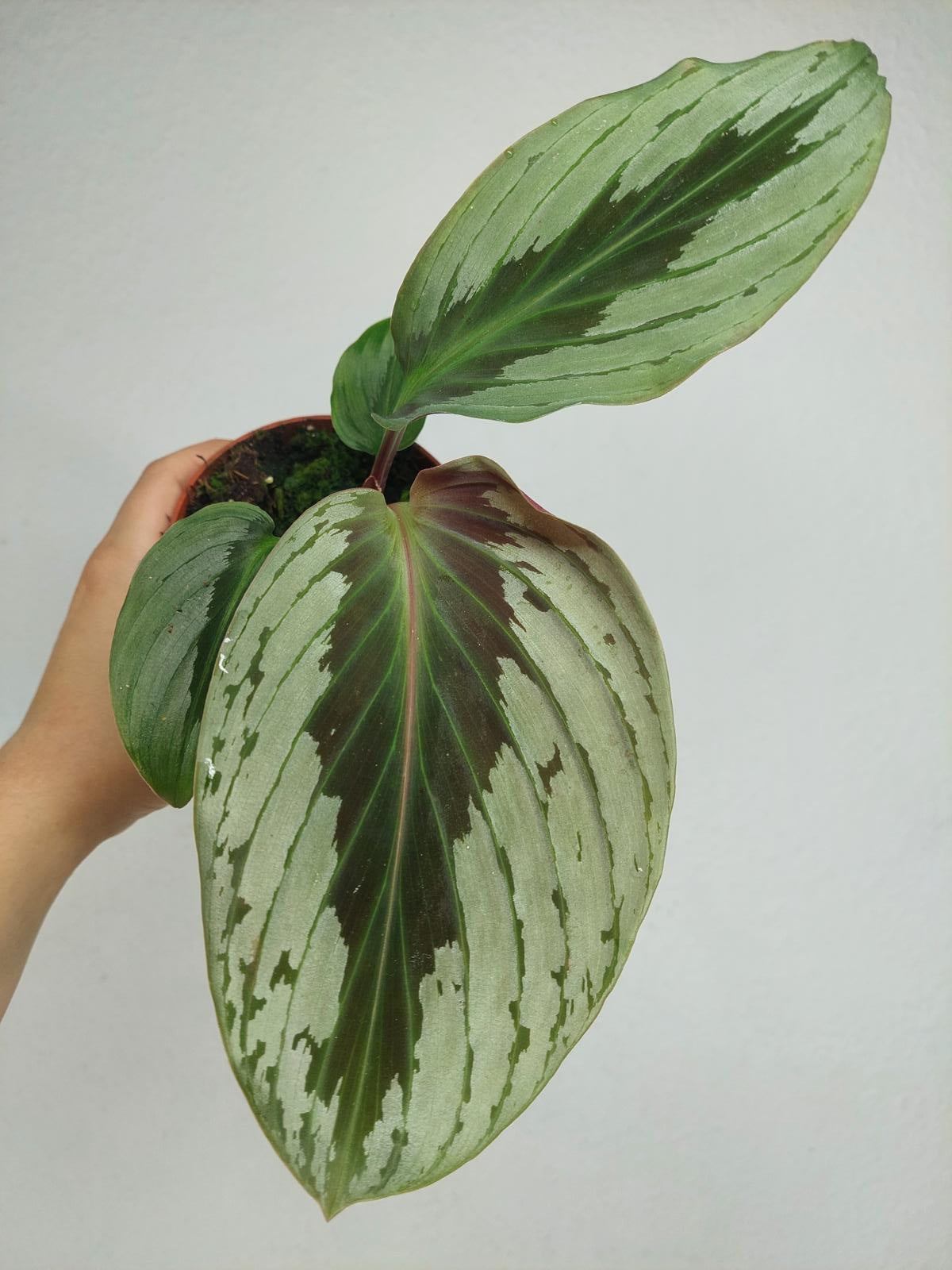 Kaempferia Aurantifolia Jungle