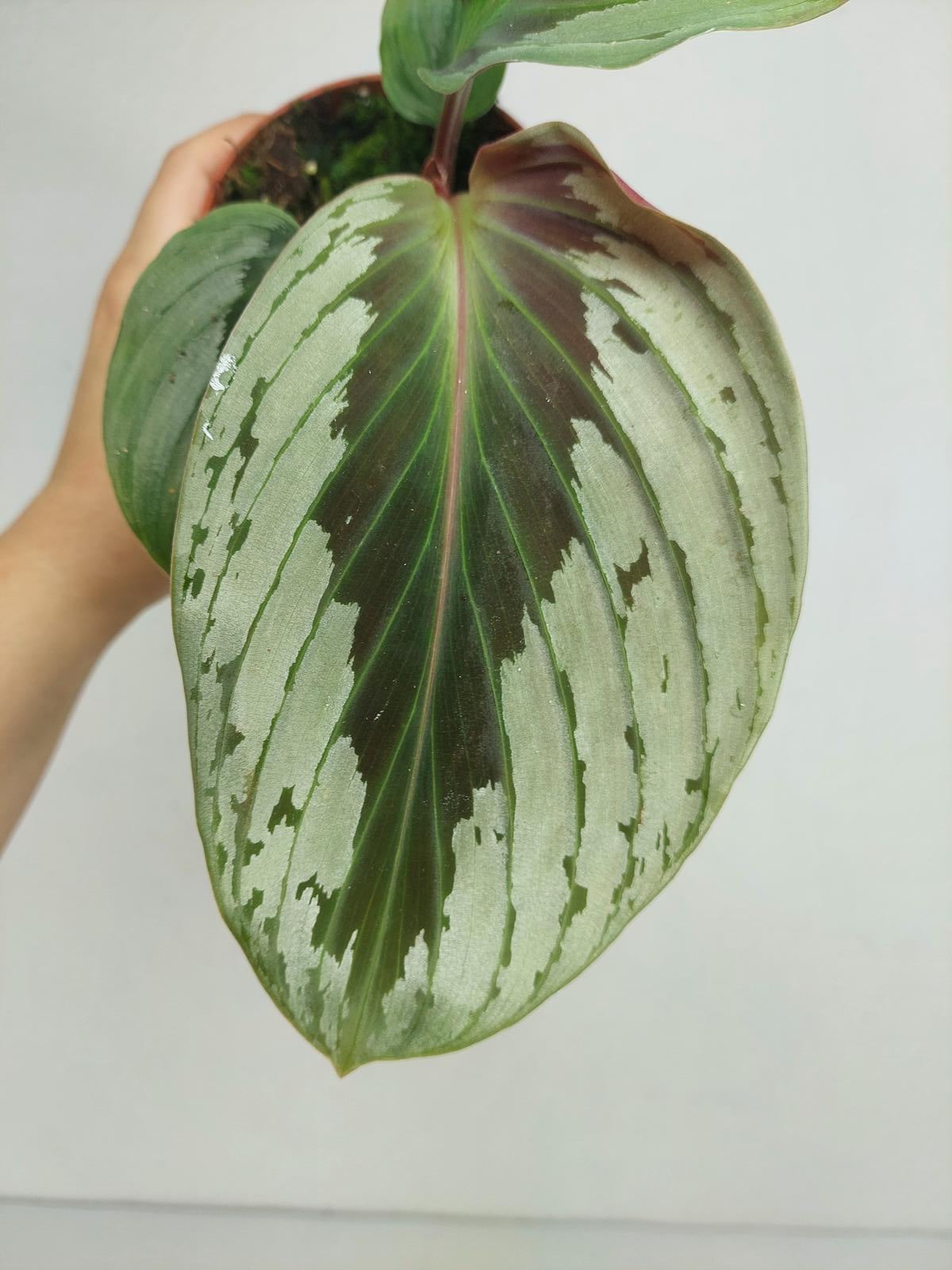 Kaempferia Aurantifolia Jungle