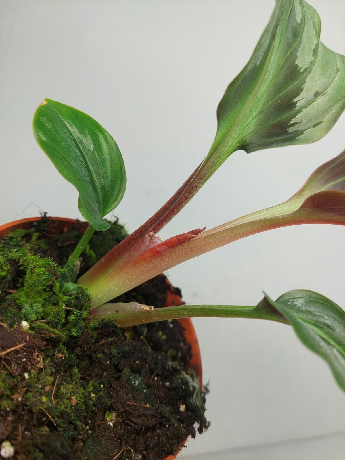 Kaempferia Aurantifolia Jungle