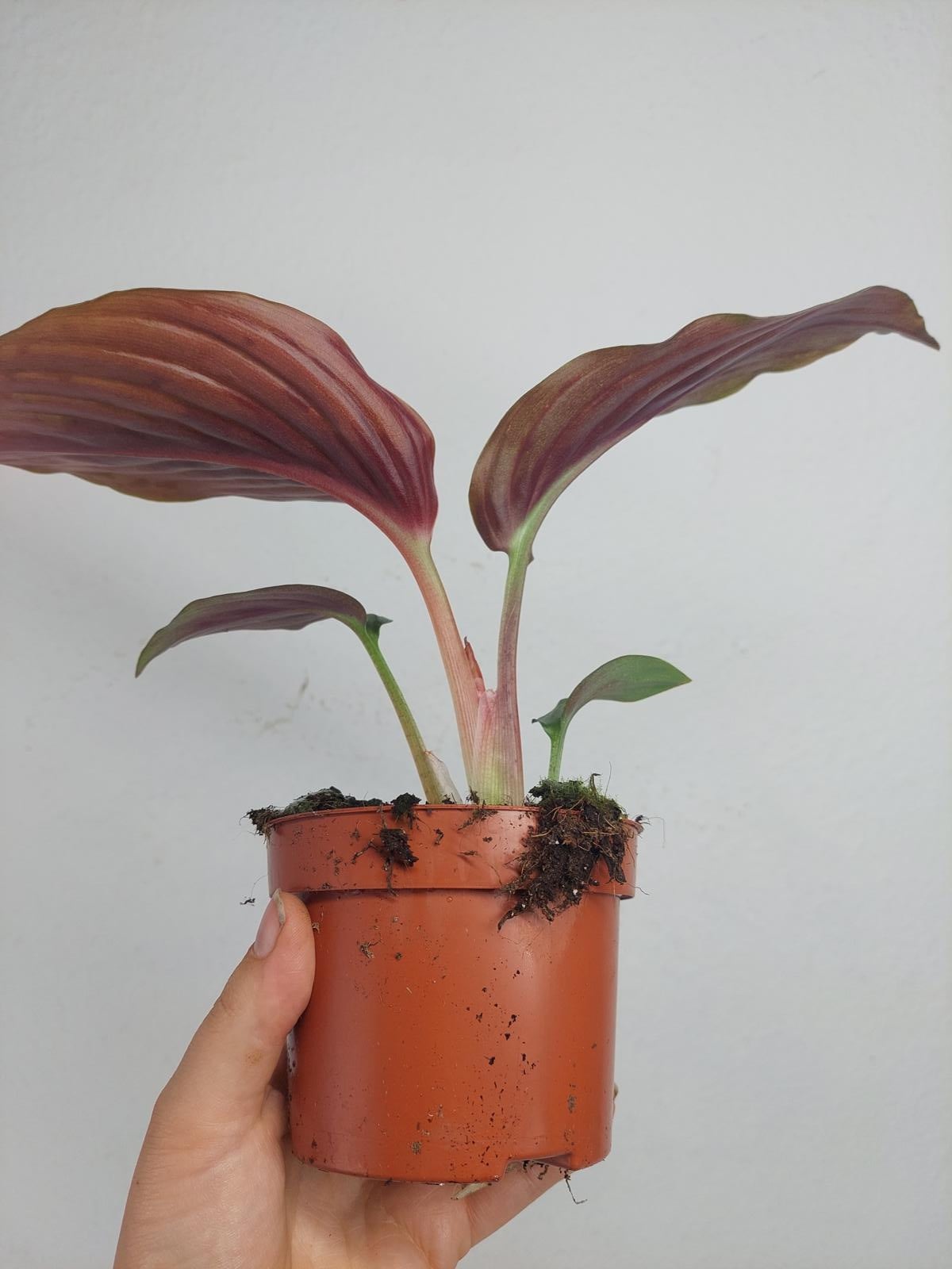 Kaempferia Aurantifolia Jungle