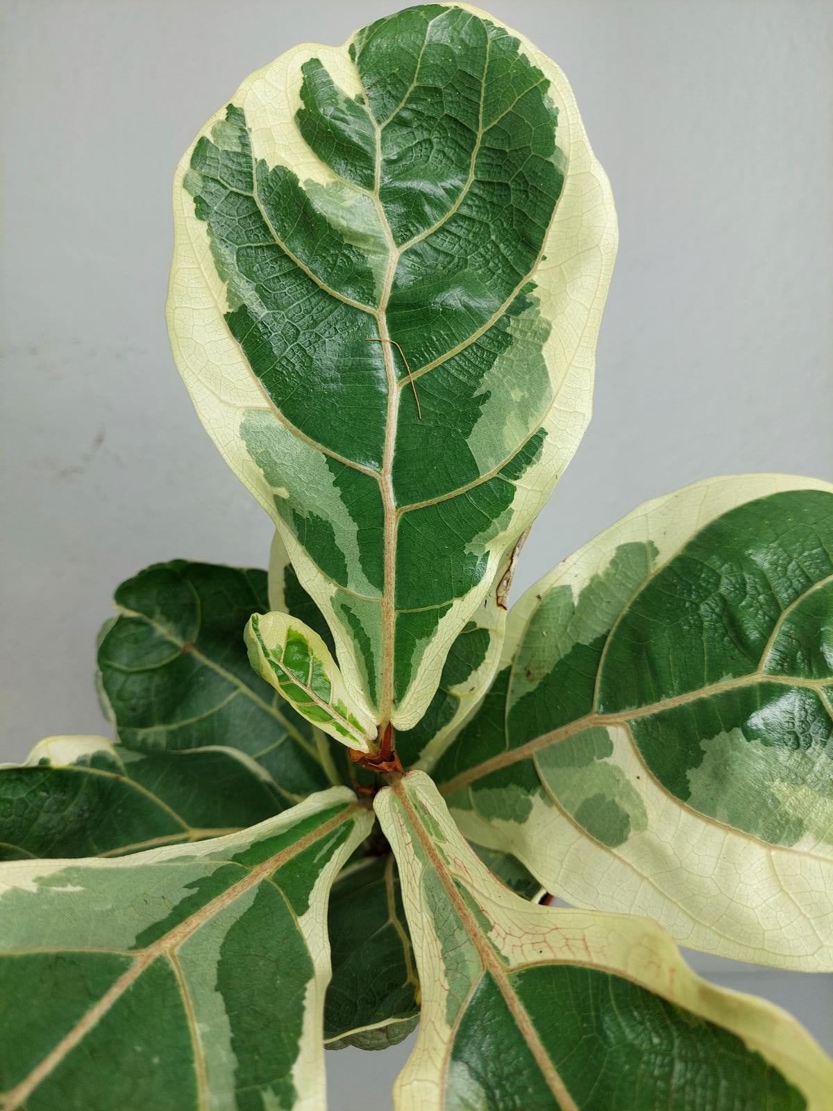 Ficus Lyrata Variegata