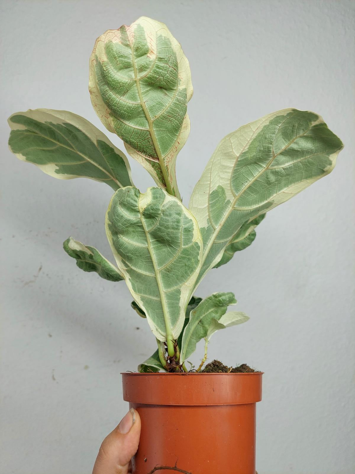 Ficus Lyrata Variegata