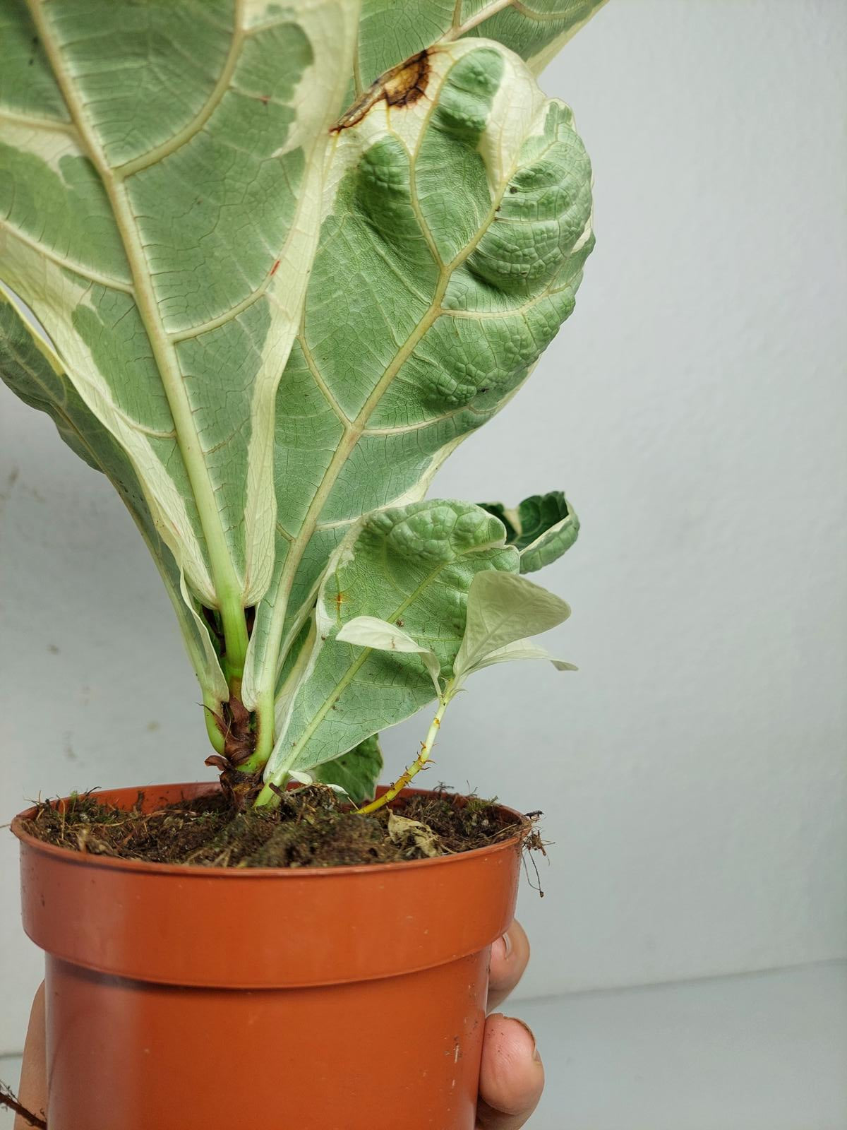 Ficus Lyrata Variegata