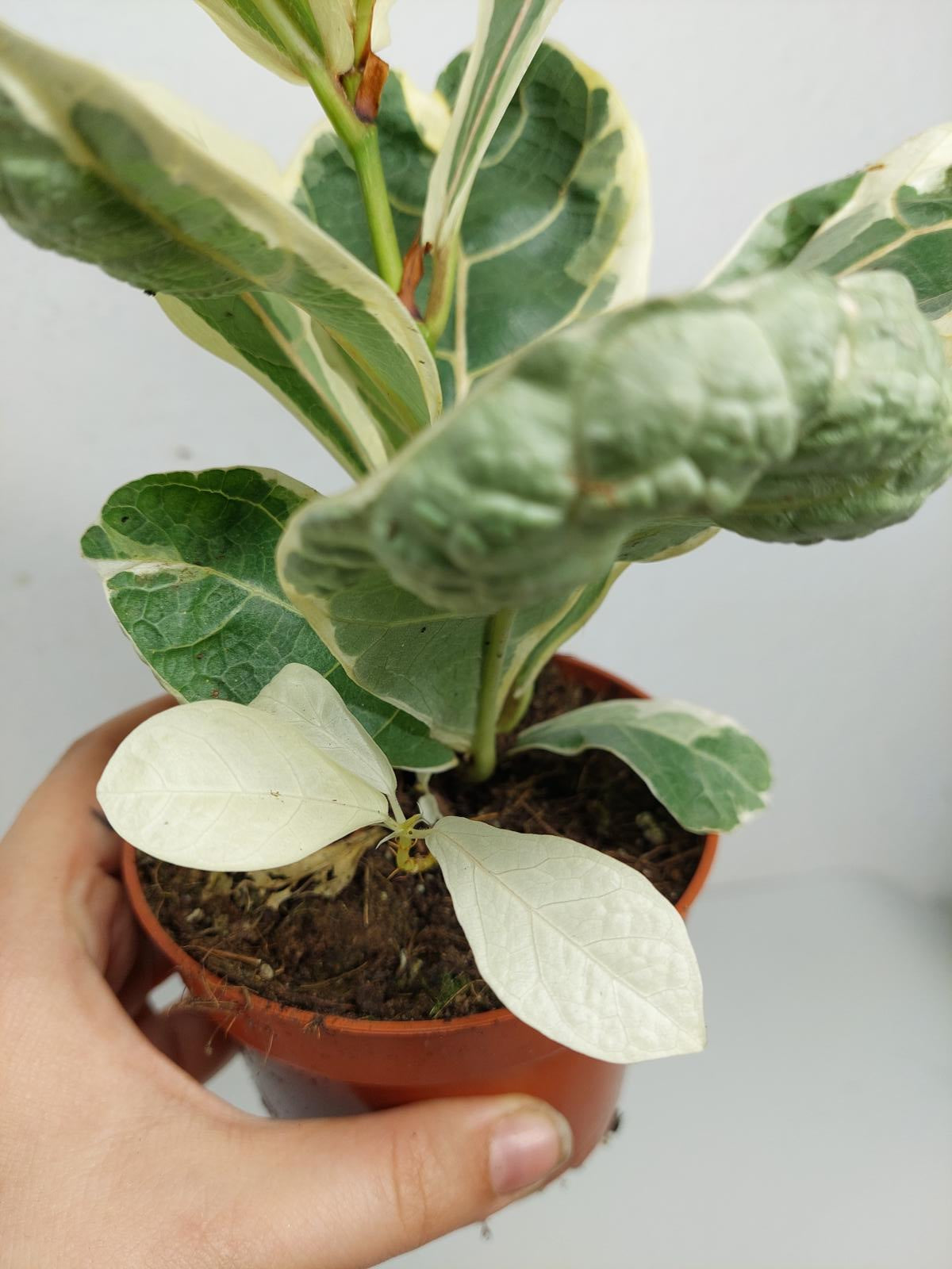 Ficus Lyrata Variegata