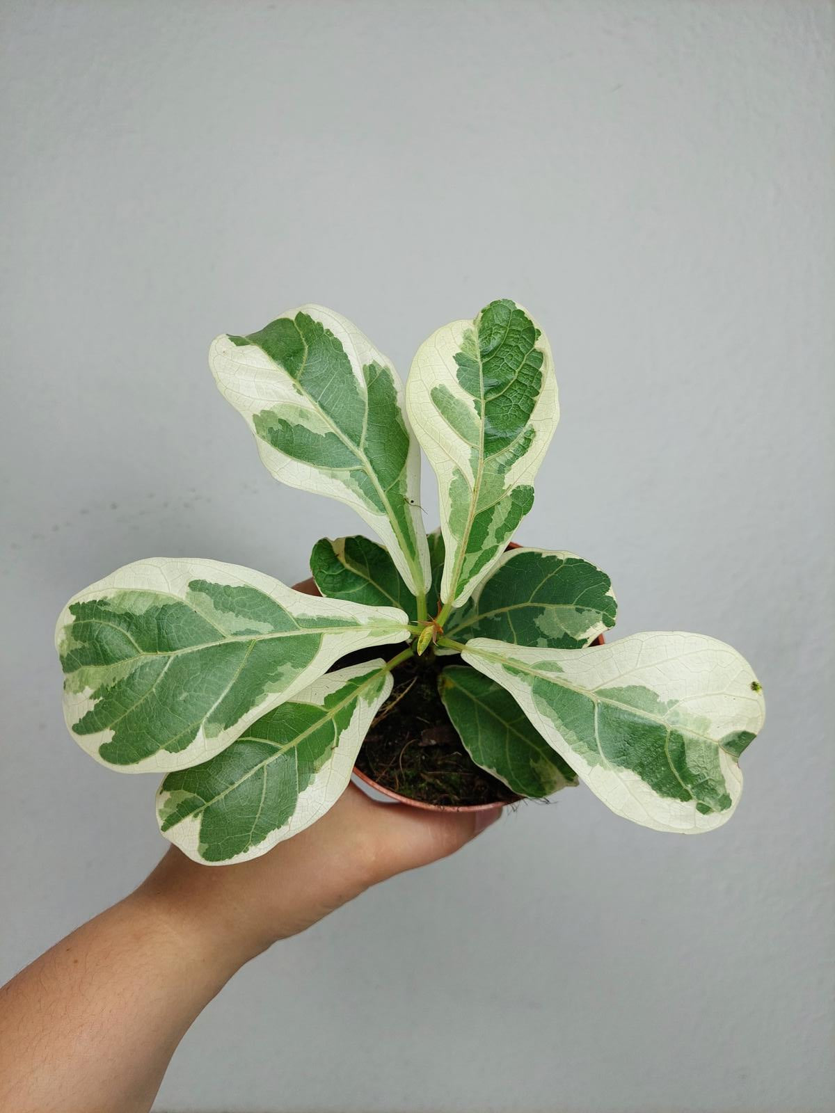 Ficus Lyrata Variegata