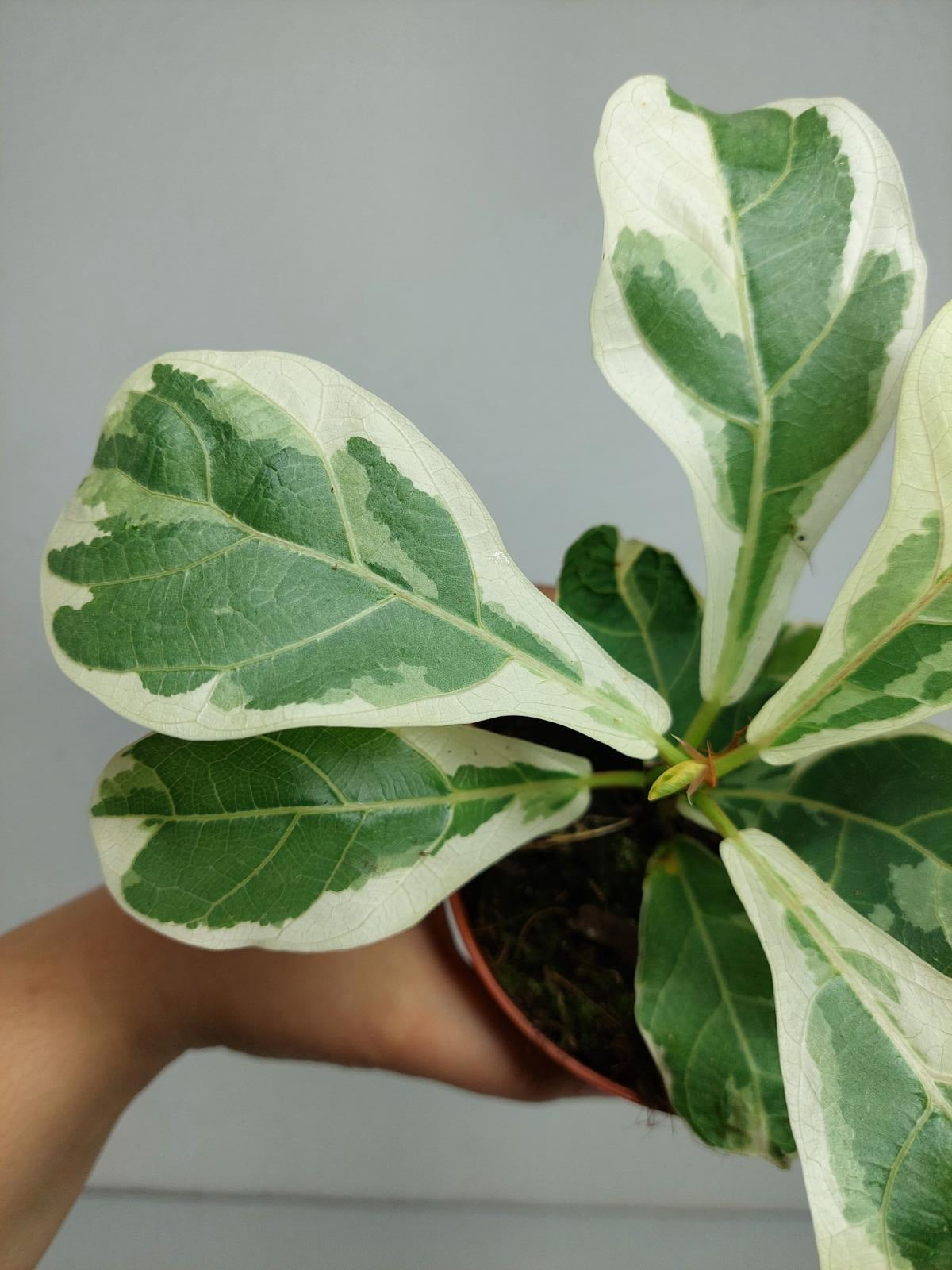Ficus Lyrata Variegata