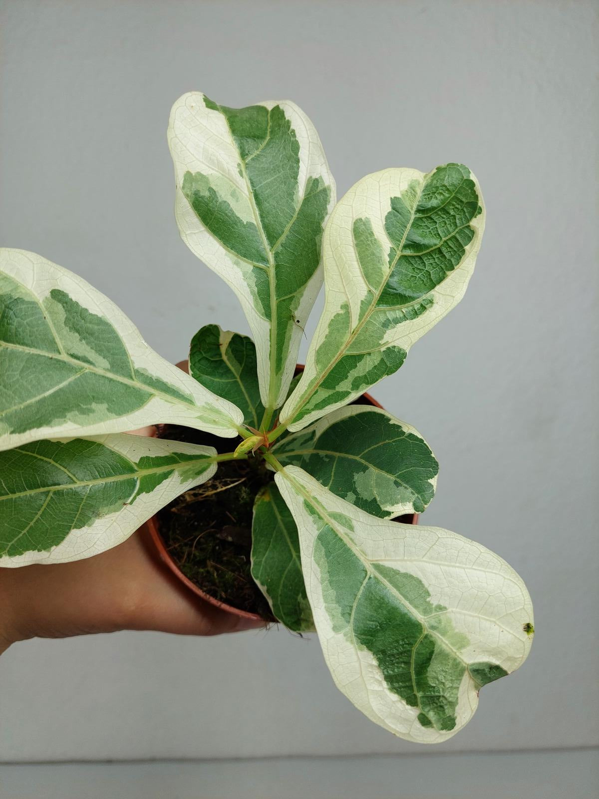 Ficus Lyrata Variegata