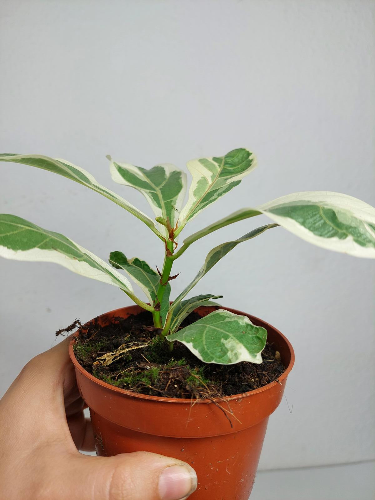 Ficus Lyrata Variegata