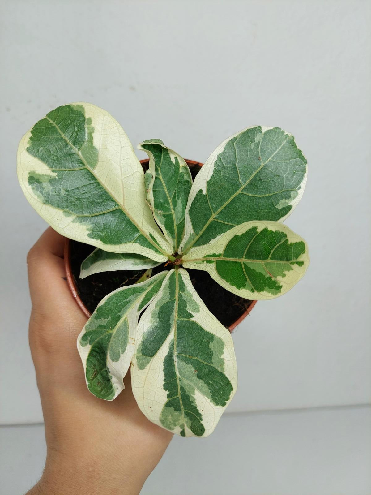 Ficus Lyrata Variegata