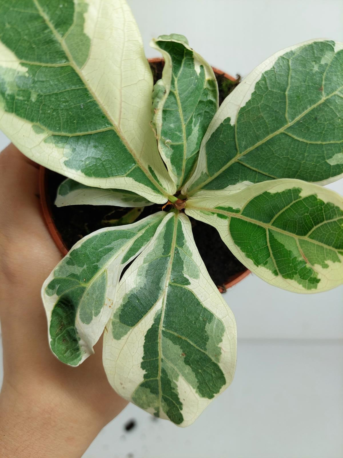 Ficus Lyrata Variegata