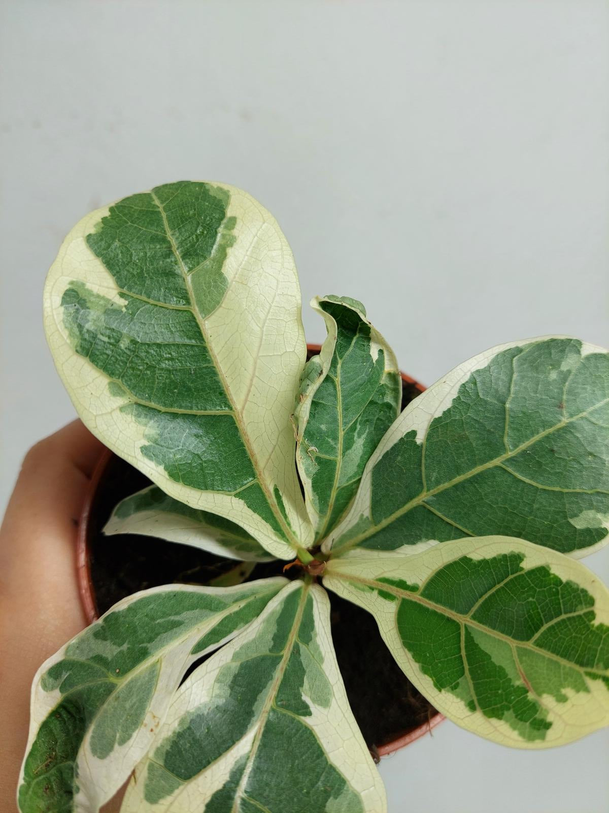 Ficus Lyrata Variegata