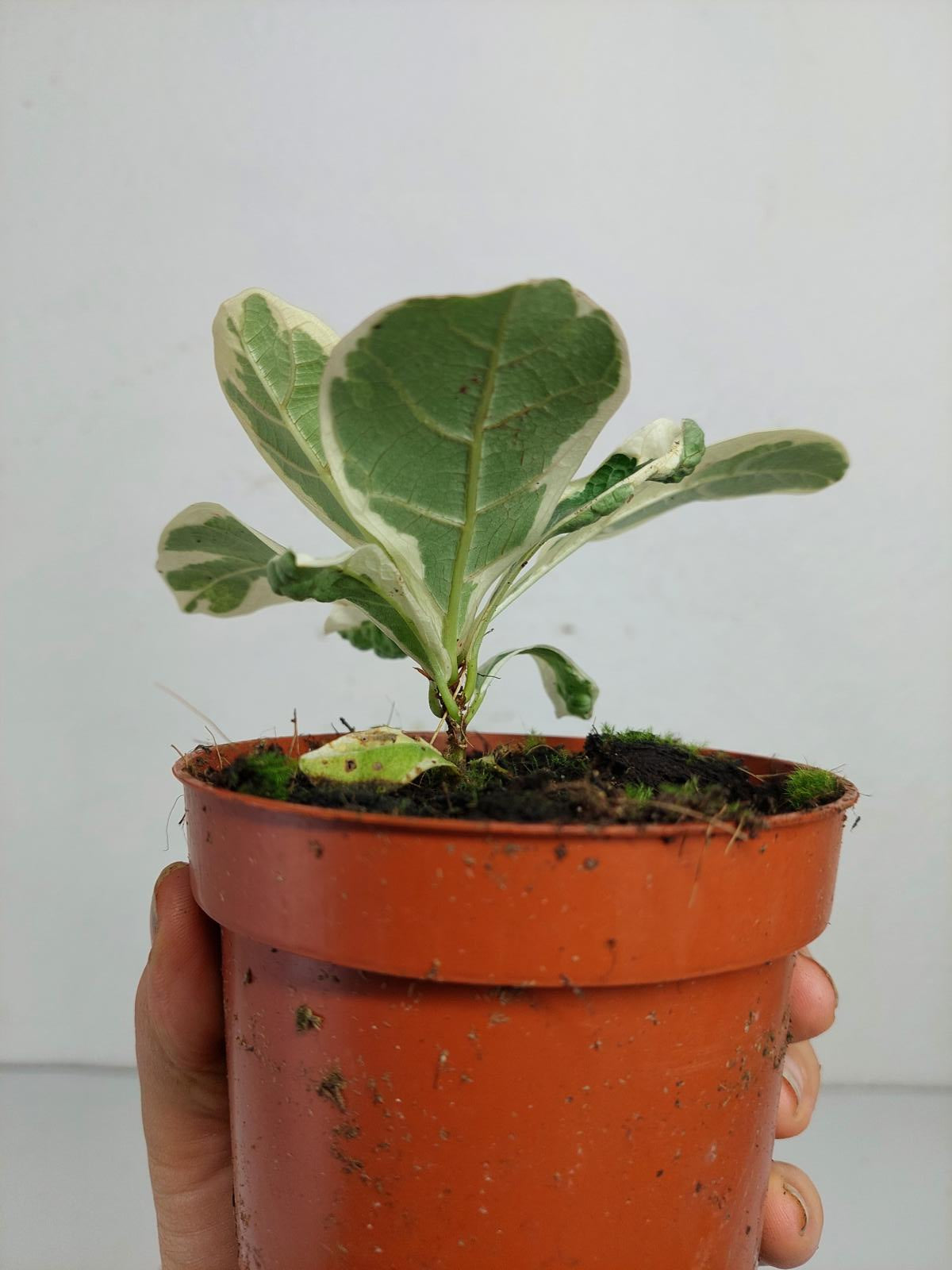 Ficus Lyrata Variegata