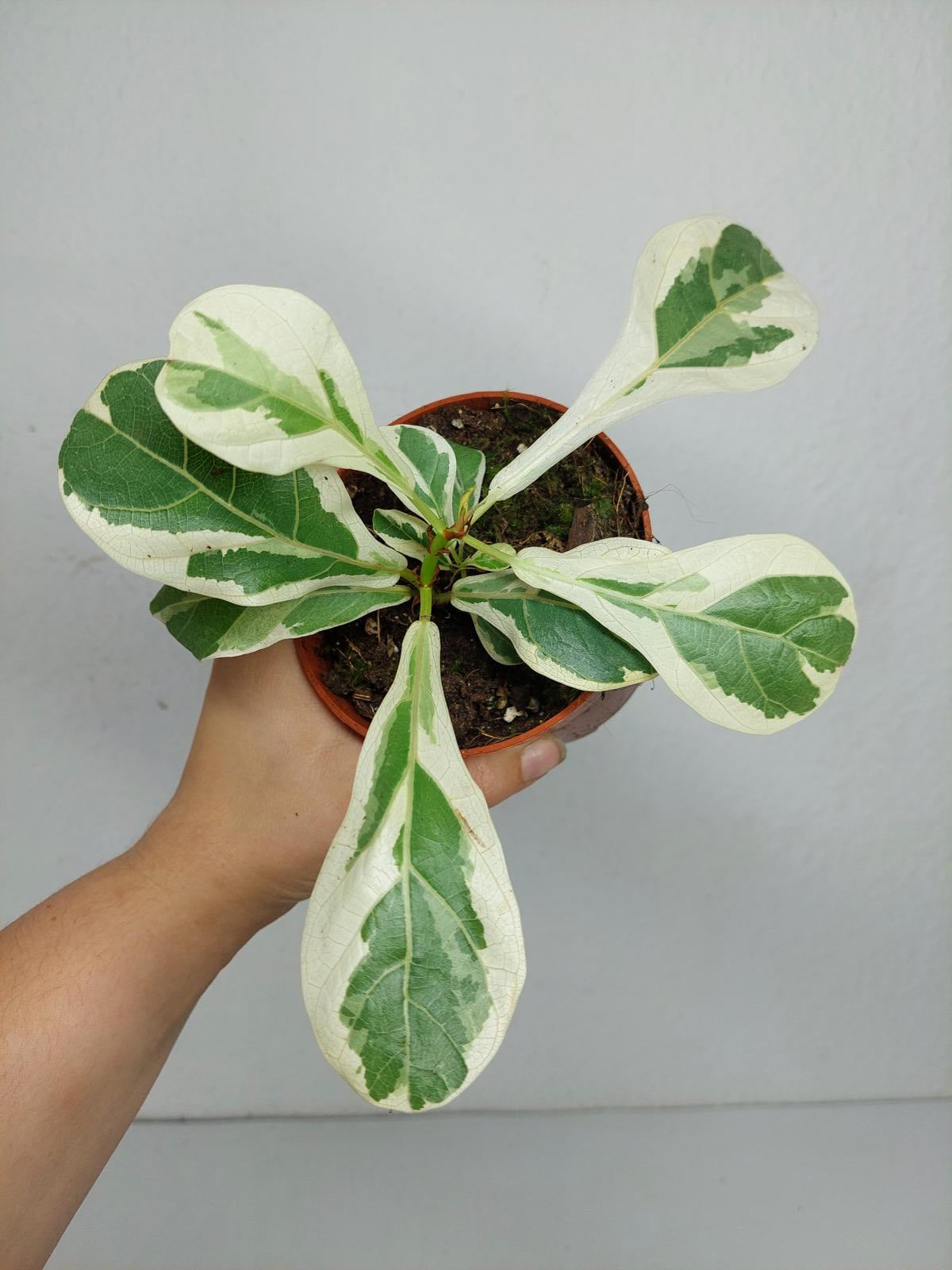 Ficus Lyrata Variegata