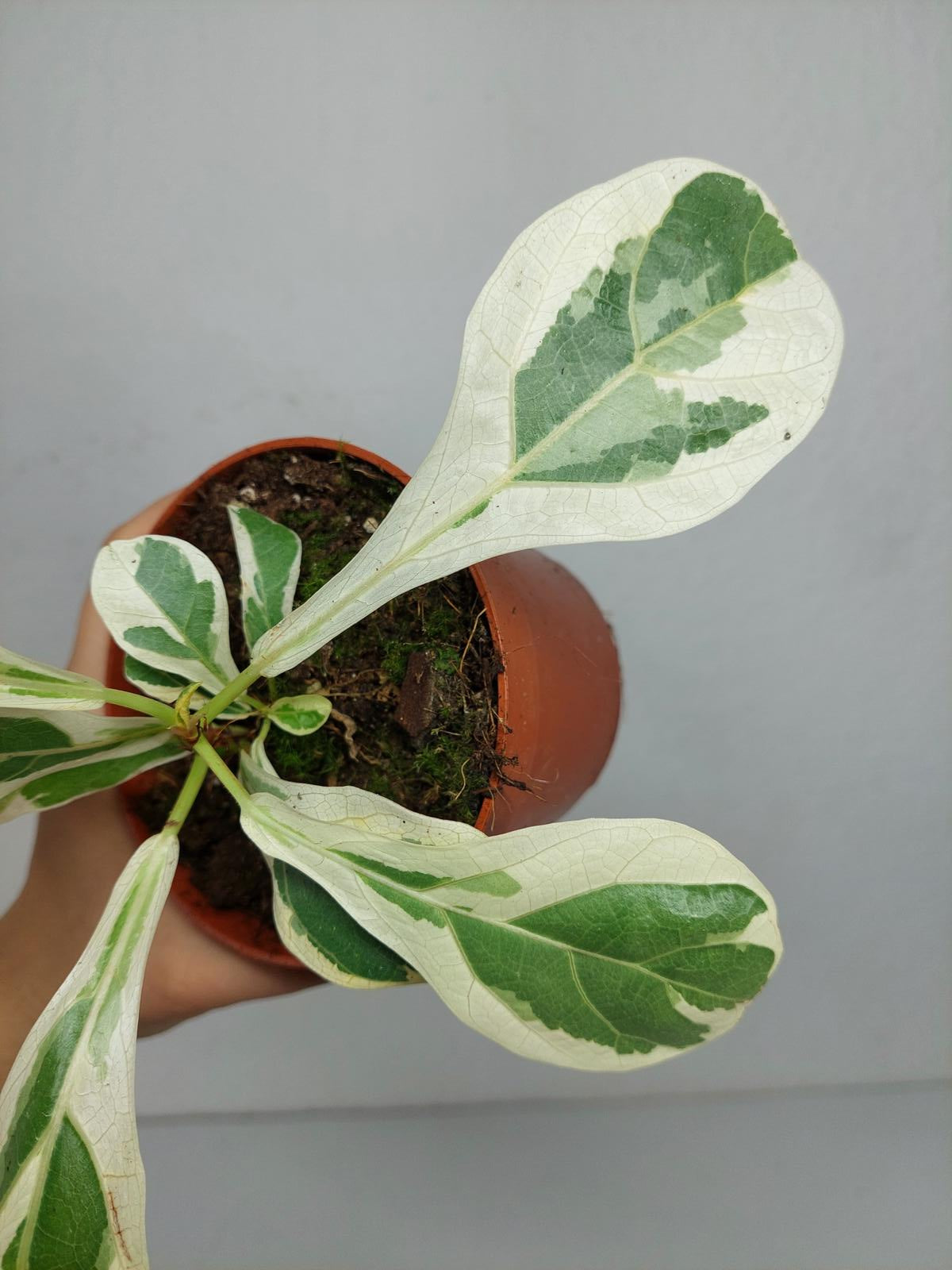 Ficus Lyrata Variegata