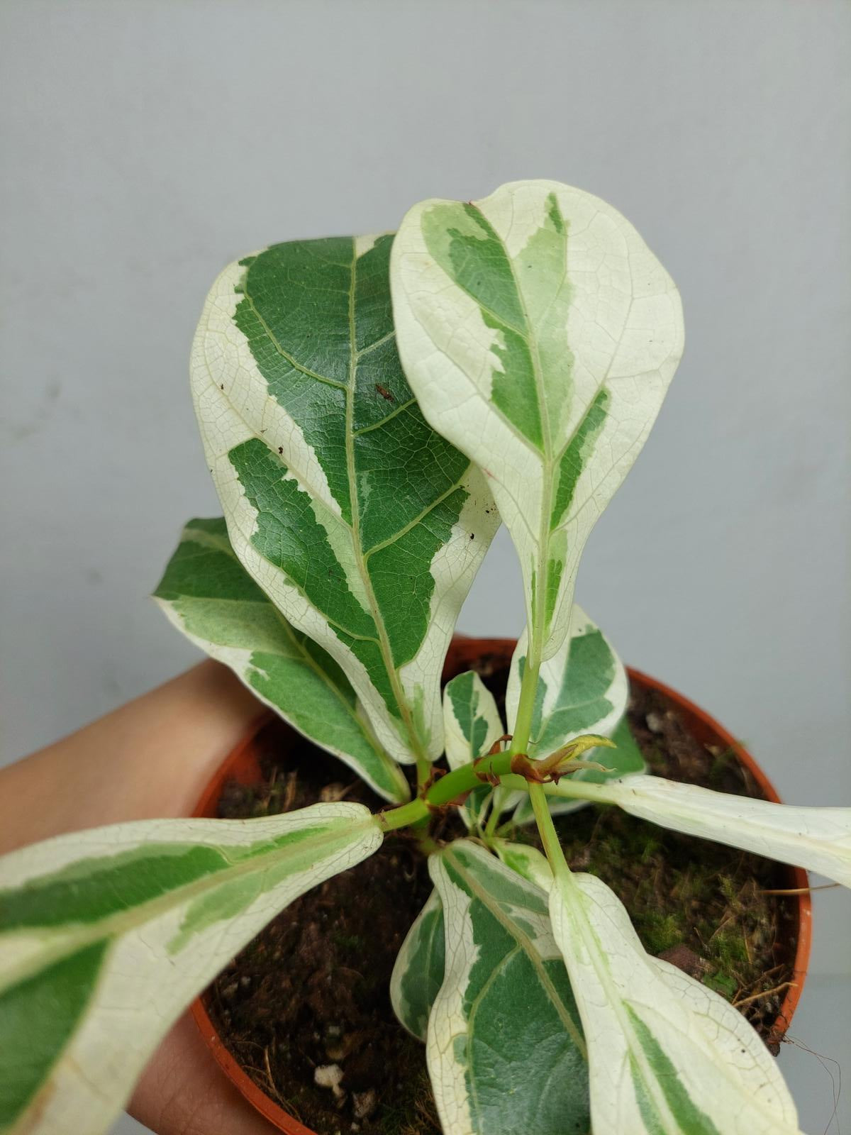 Ficus Lyrata Variegata