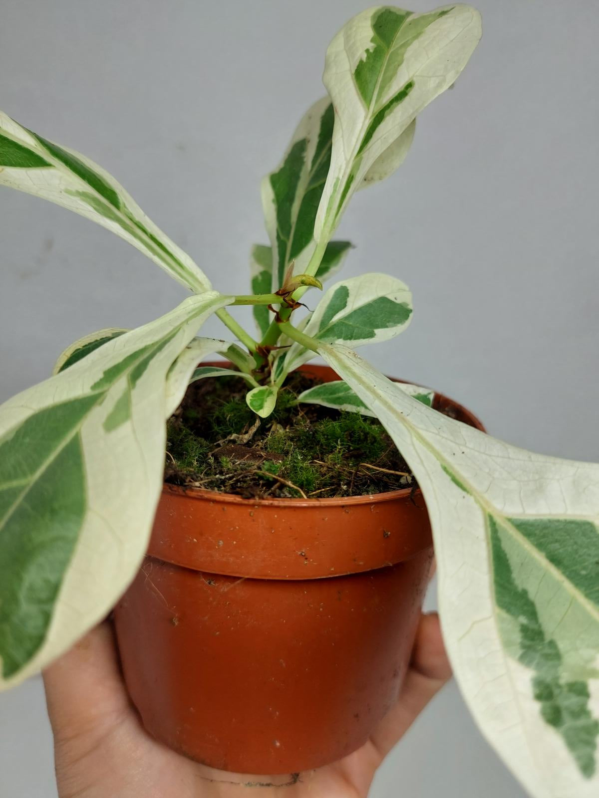 Ficus Lyrata Variegata