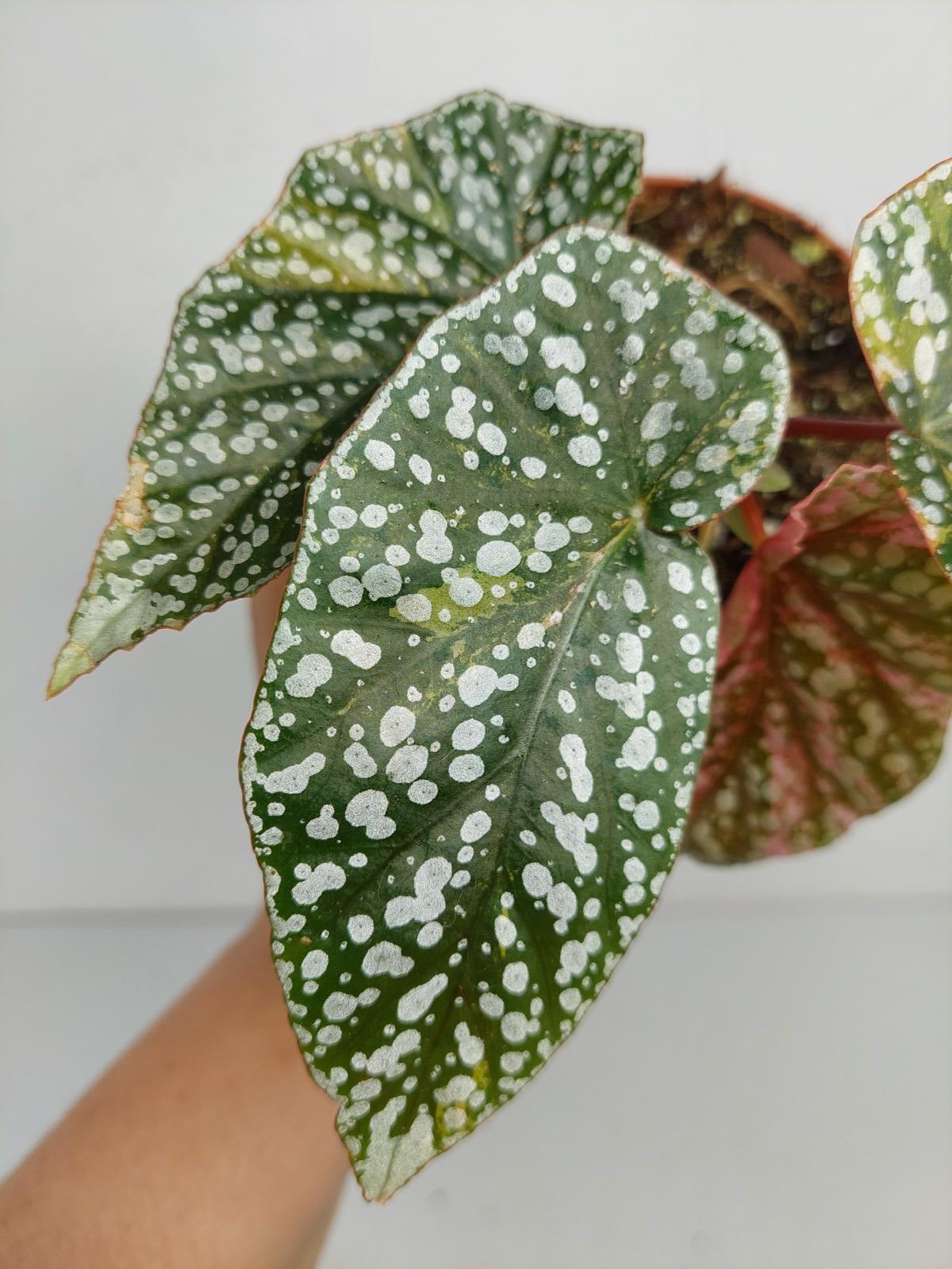 Begonia Snowcap Variegata