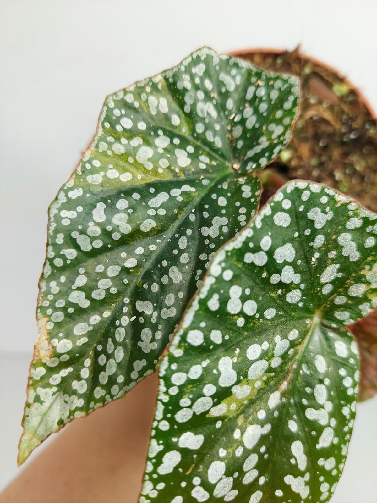 Begonia Snowcap Variegata