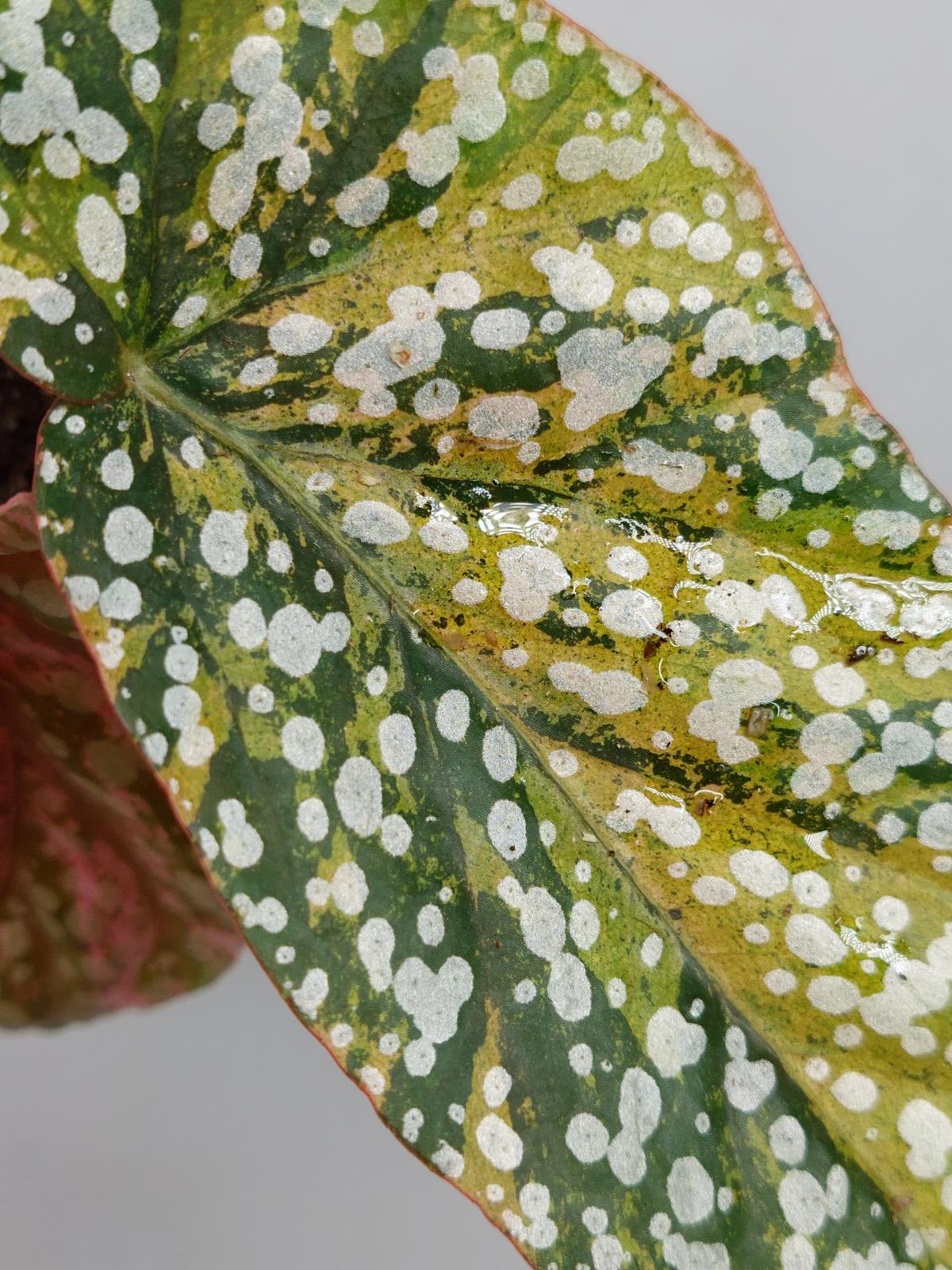 Begonia Snowcap Variegata