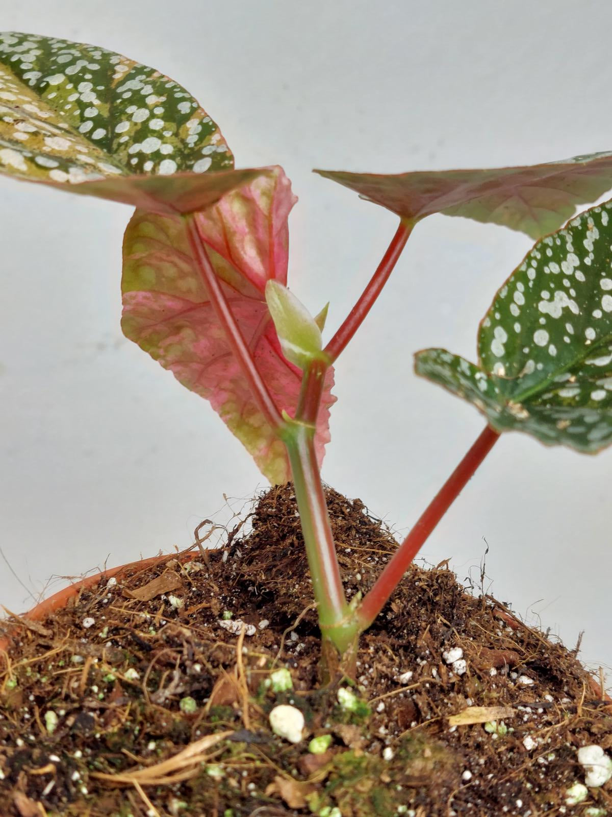 Begonia Snowcap Variegata
