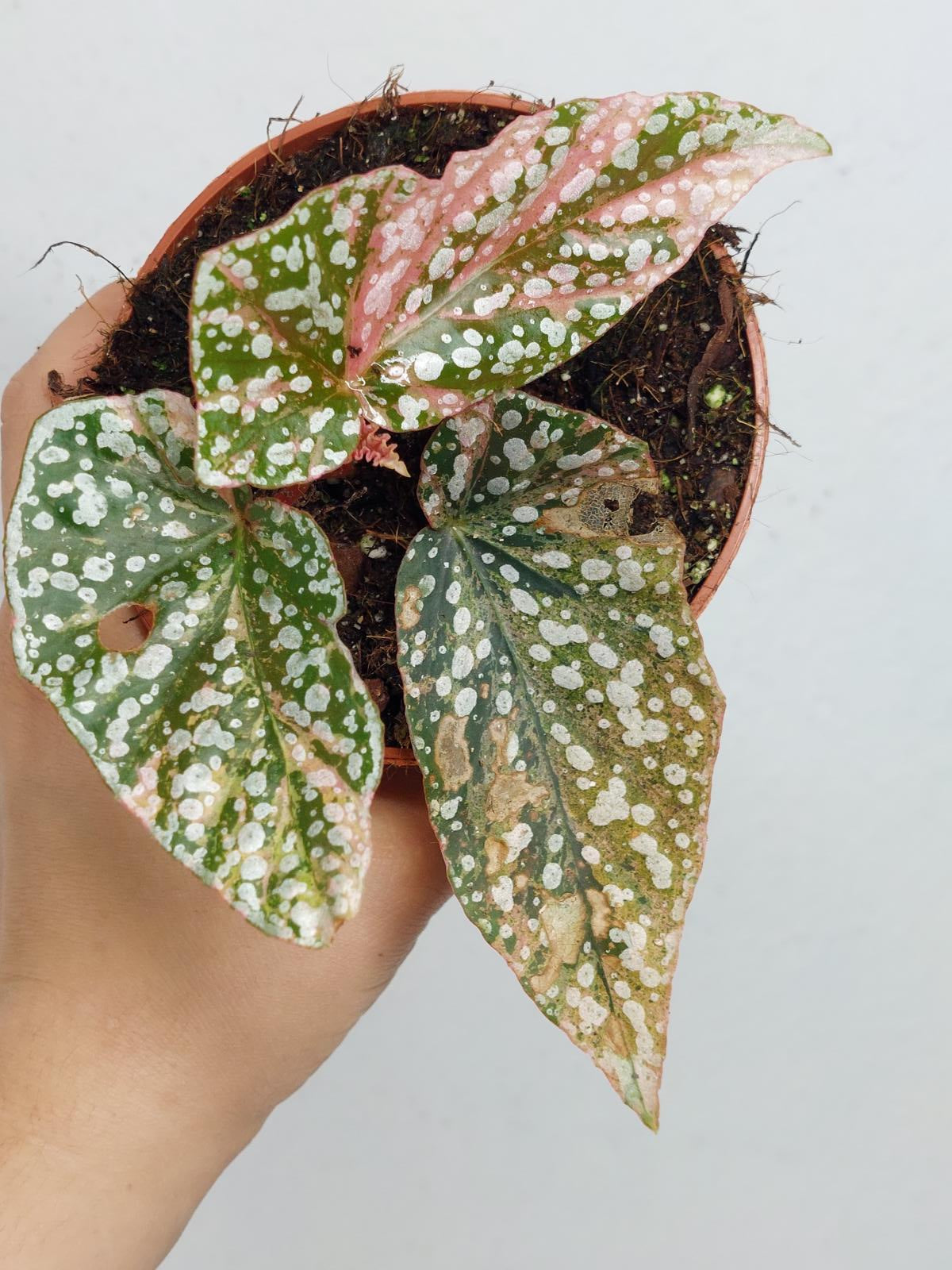 Begonia Snowcap Variegata