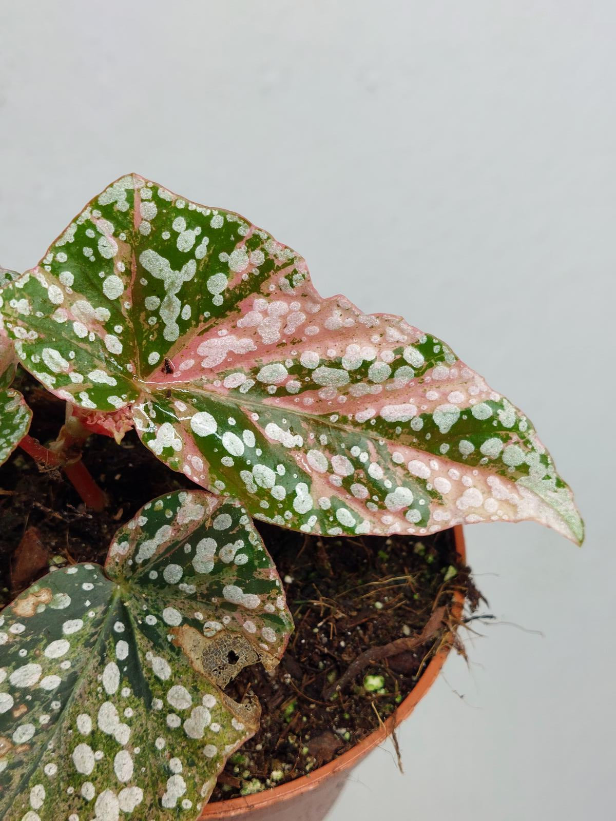 Begonia Snowcap Variegata