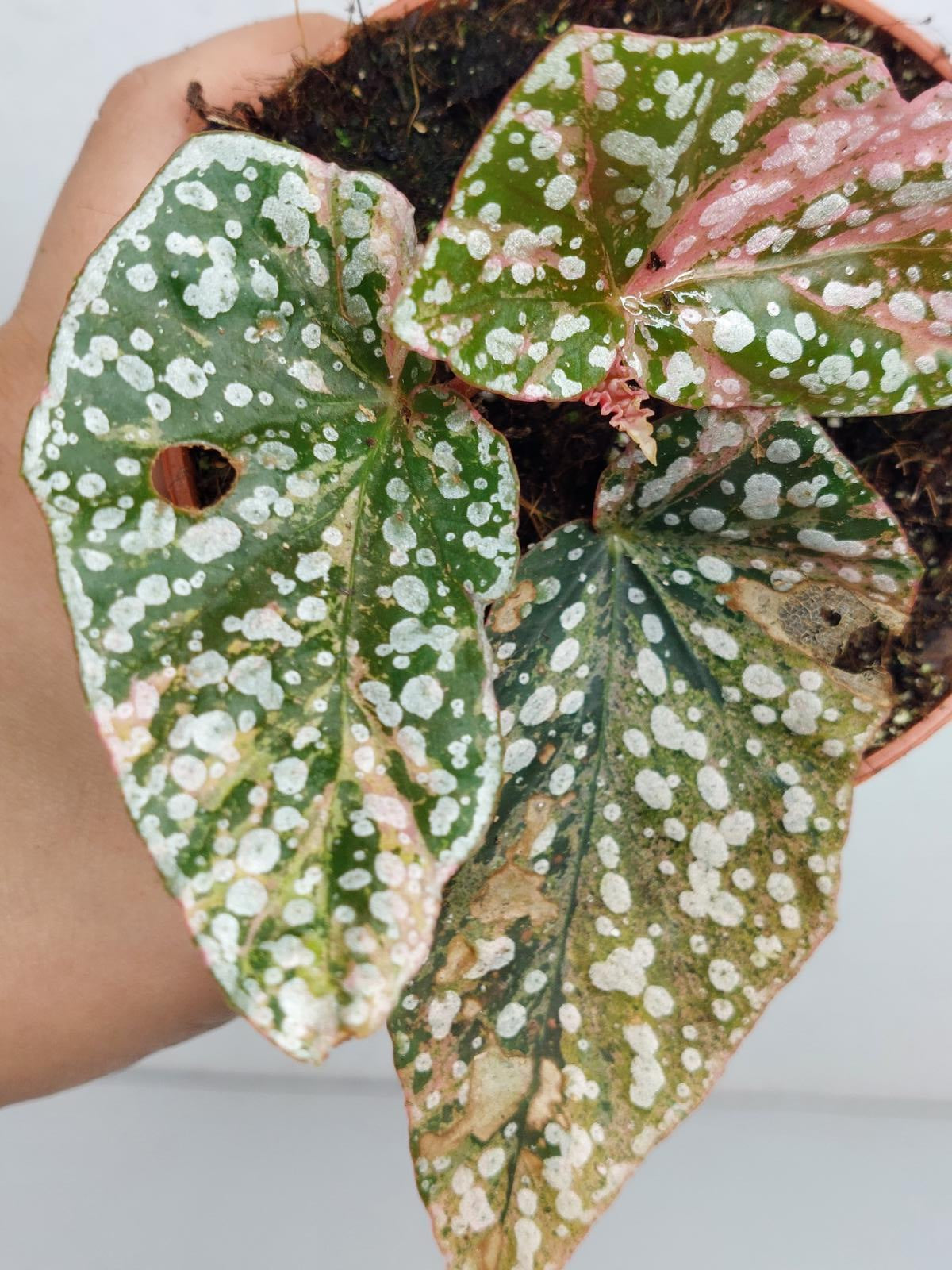Begonia Snowcap Variegata