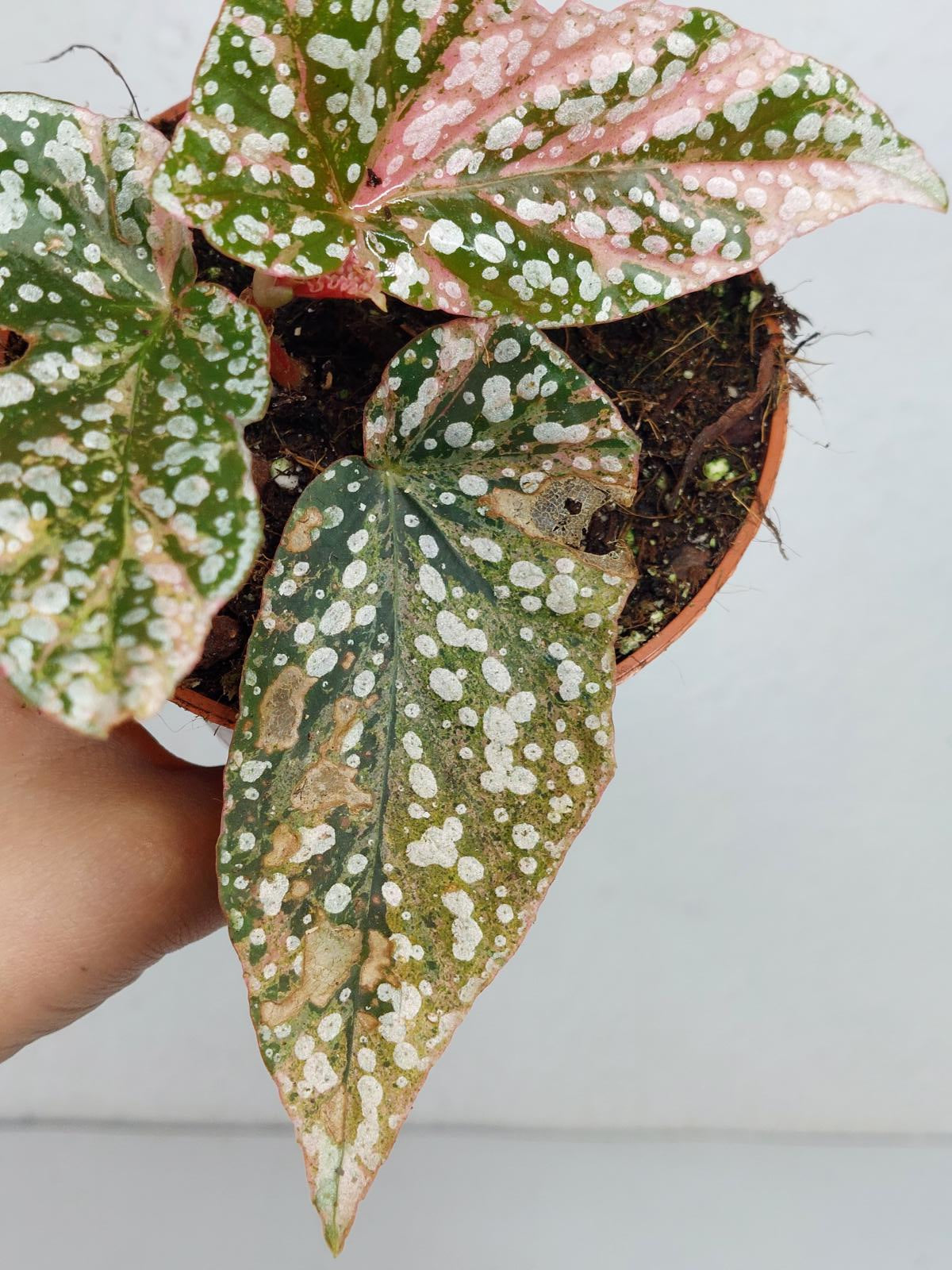 Begonia Snowcap Variegata