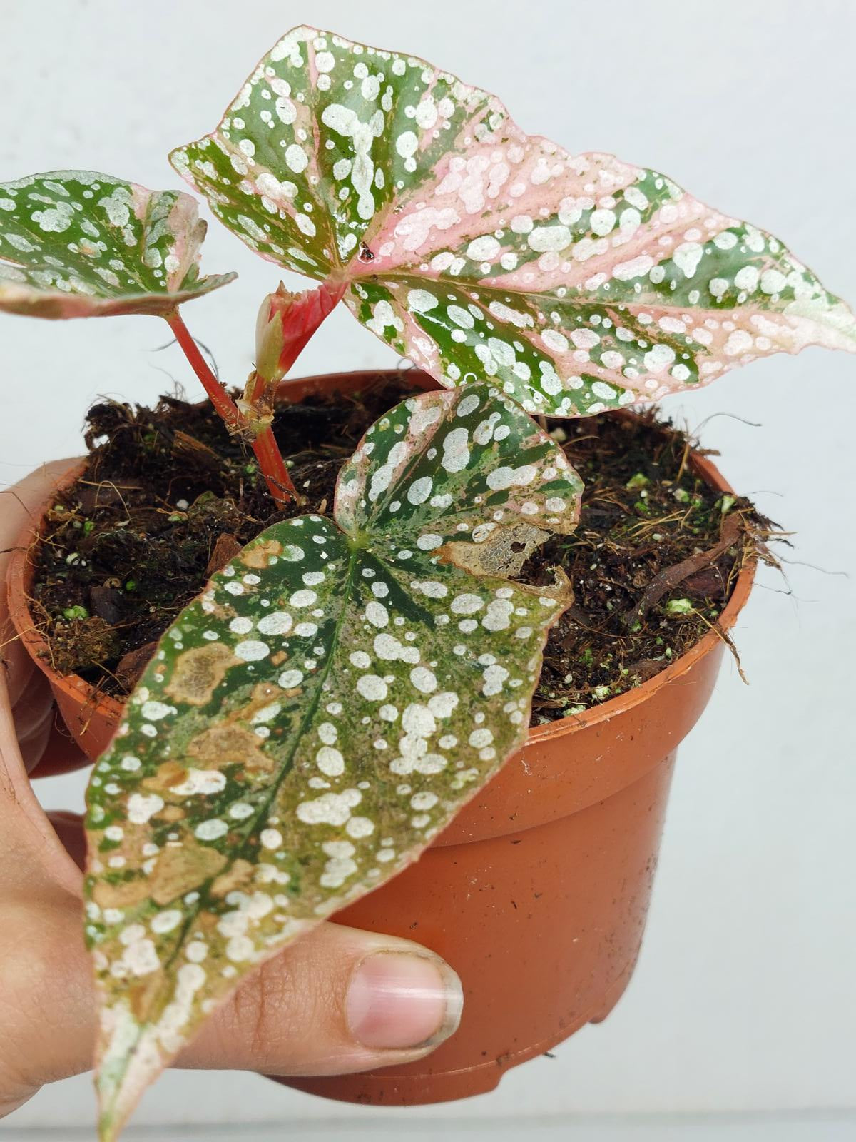 Begonia Snowcap Variegata