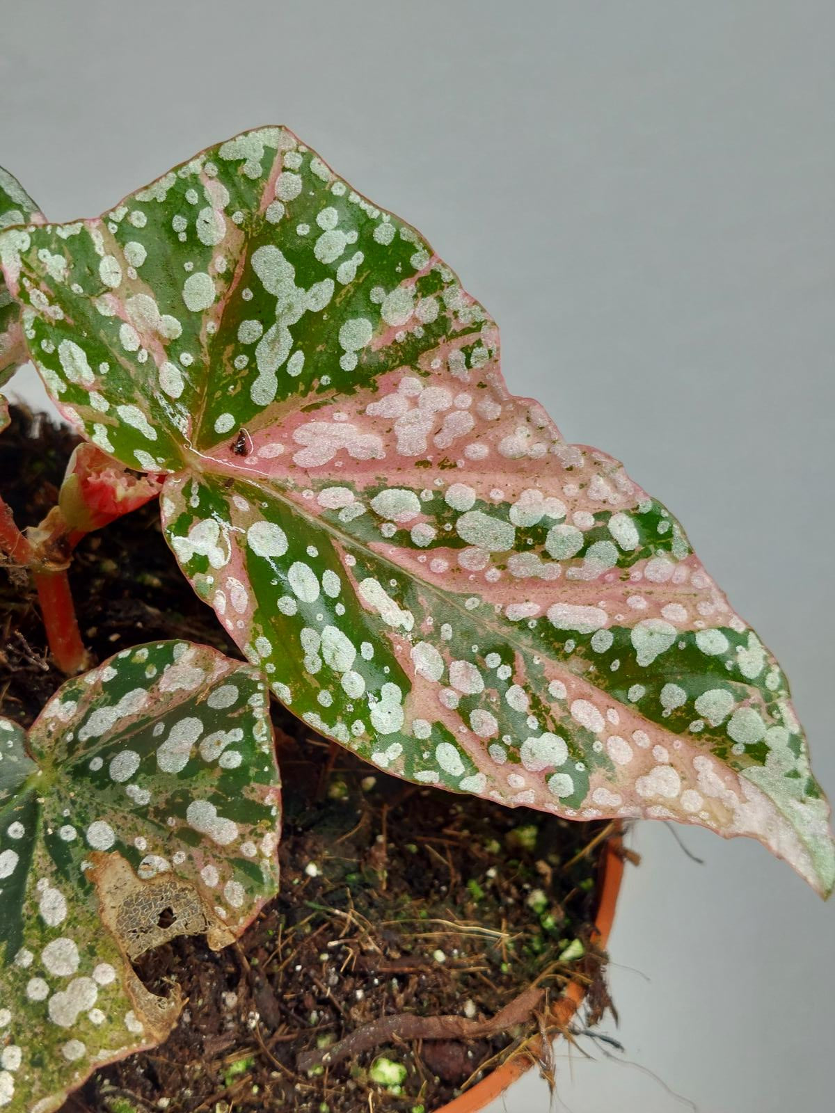 Begonia Snowcap Variegata