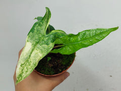 Alocasia Sulawesi Green Carpet Albo Variegata