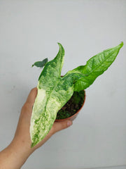 Alocasia Sulawesi Green Carpet Albo Variegata