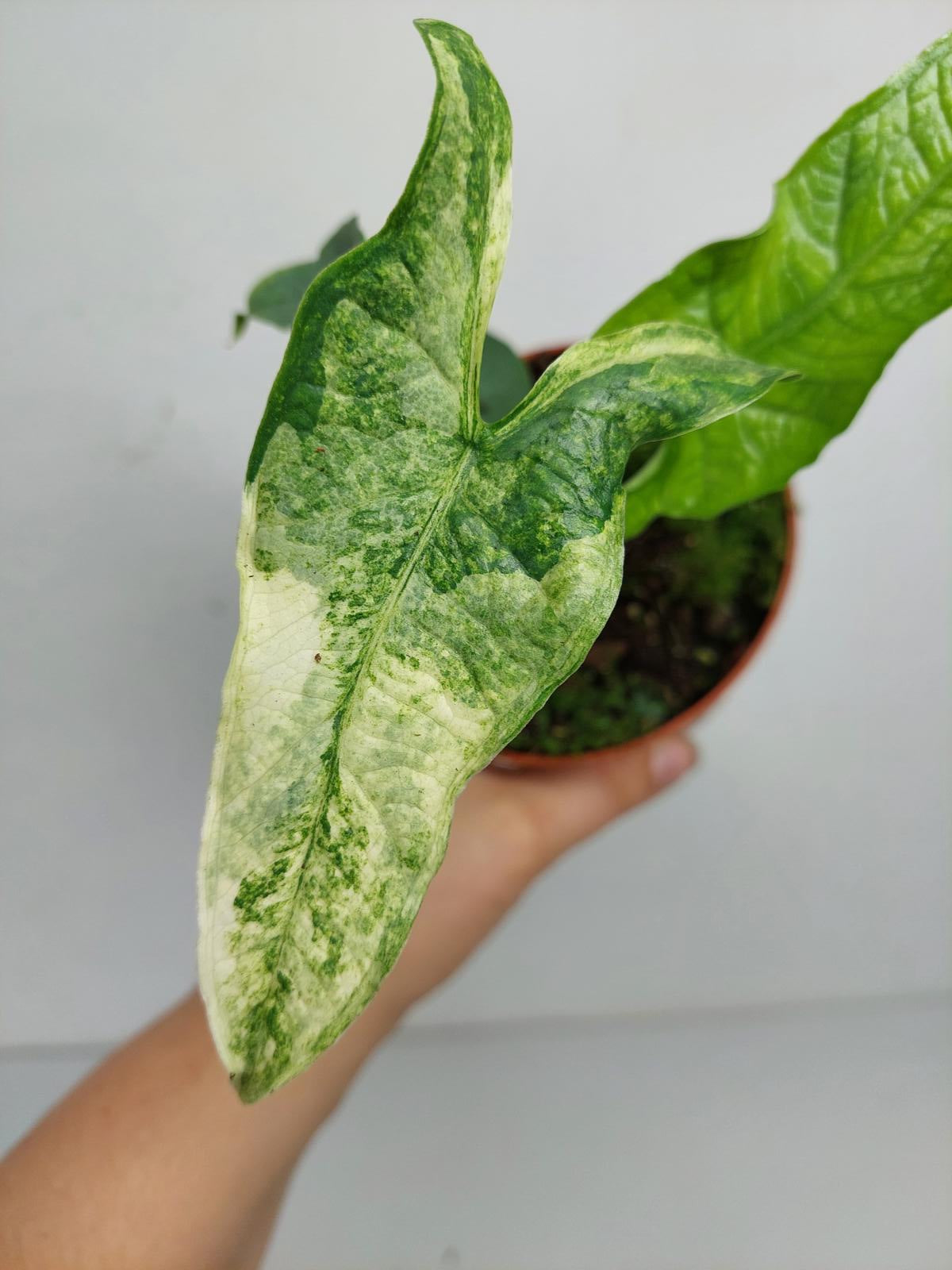 Alocasia Sulawesi Green Carpet Albo Variegata
