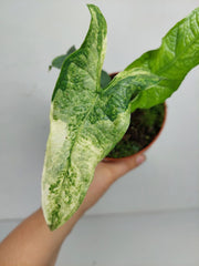Alocasia Sulawesi Green Carpet Albo Variegata