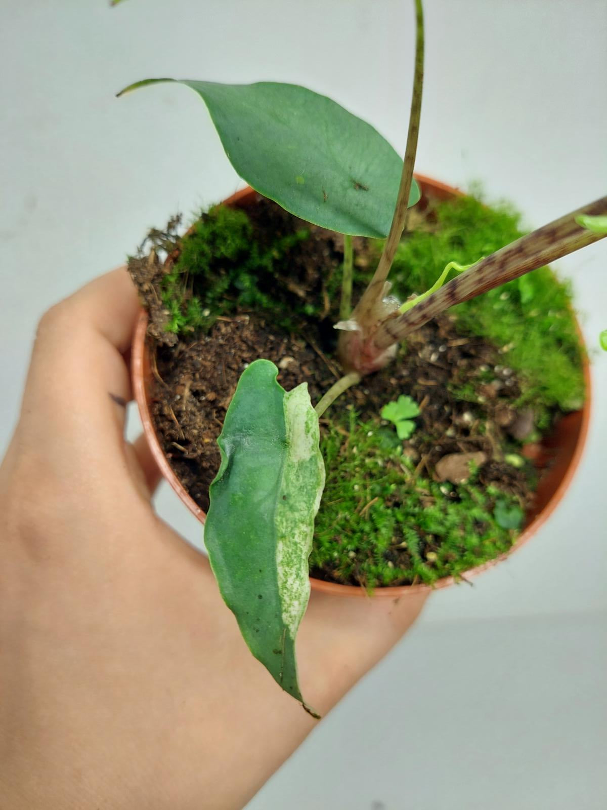 Alocasia Sulawesi Green Carpet Albo Variegata