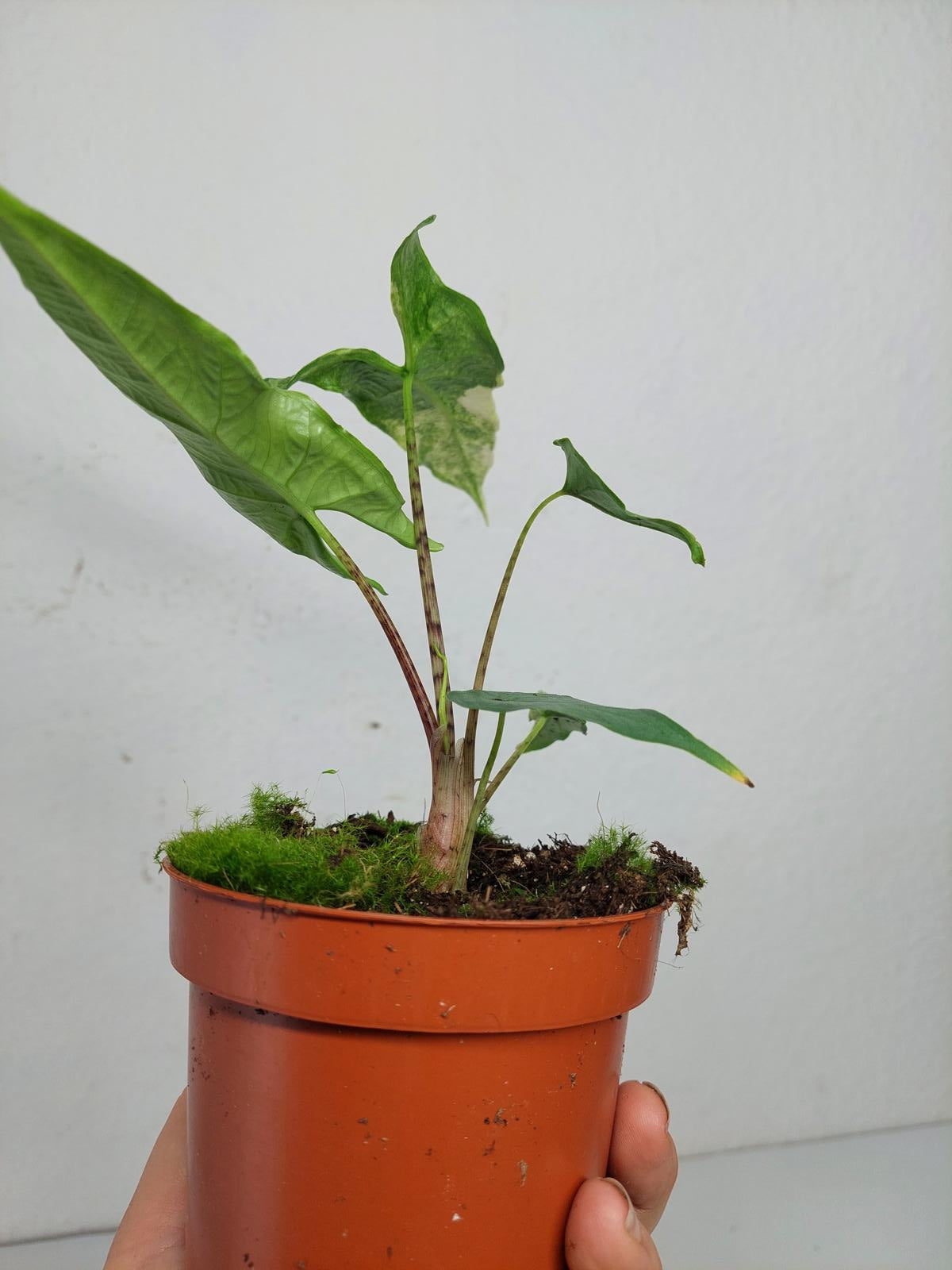 Alocasia Sulawesi Green Carpet Albo Variegata