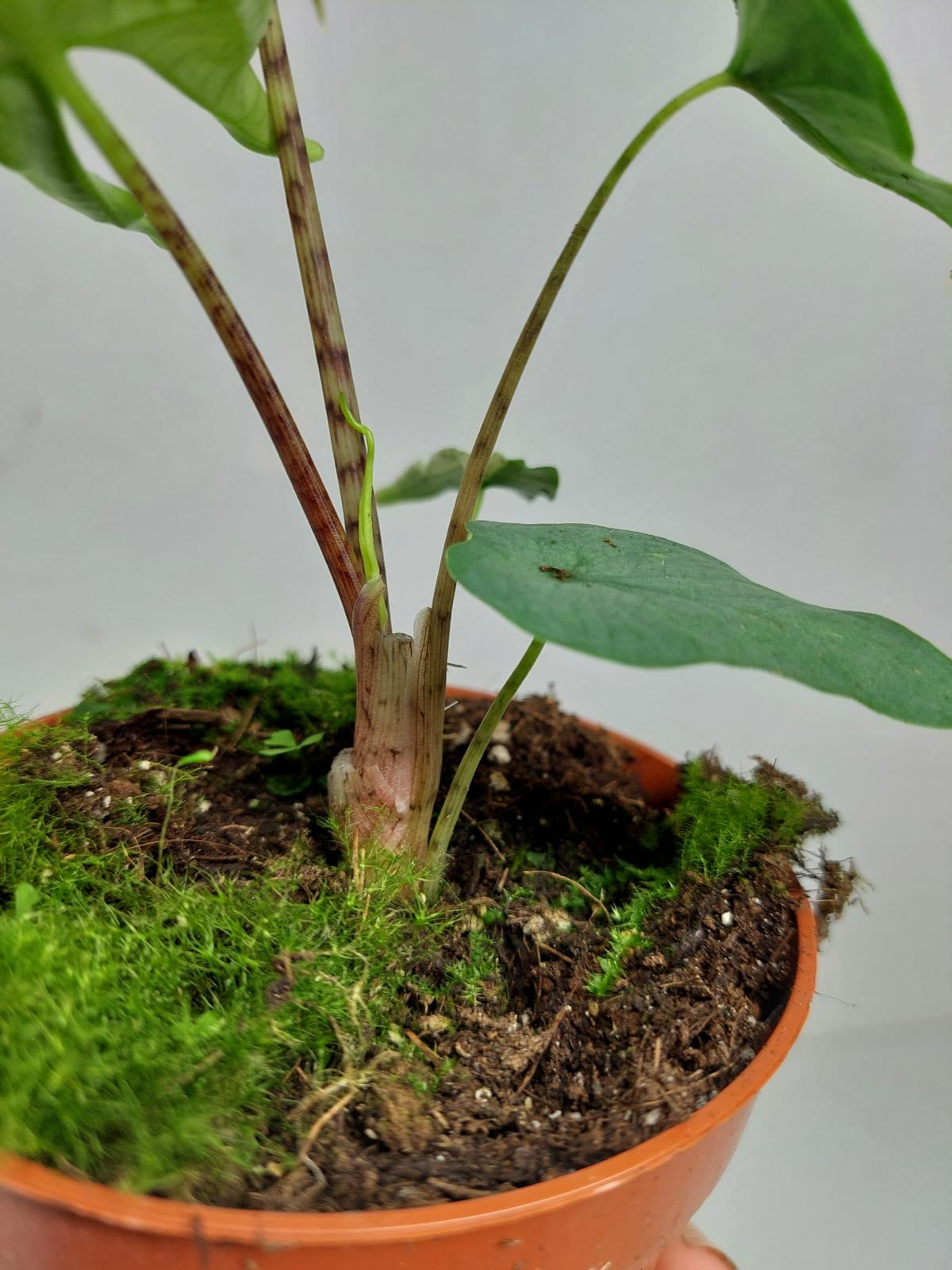 Alocasia Sulawesi Green Carpet Albo Variegata