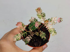 Phyllantus Urinaria Pink Variegata