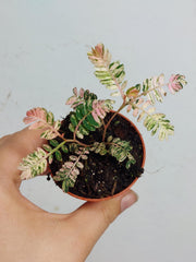 Phyllantus Urinaria Pink Variegata