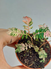 Phyllantus Urinaria Pink Variegata